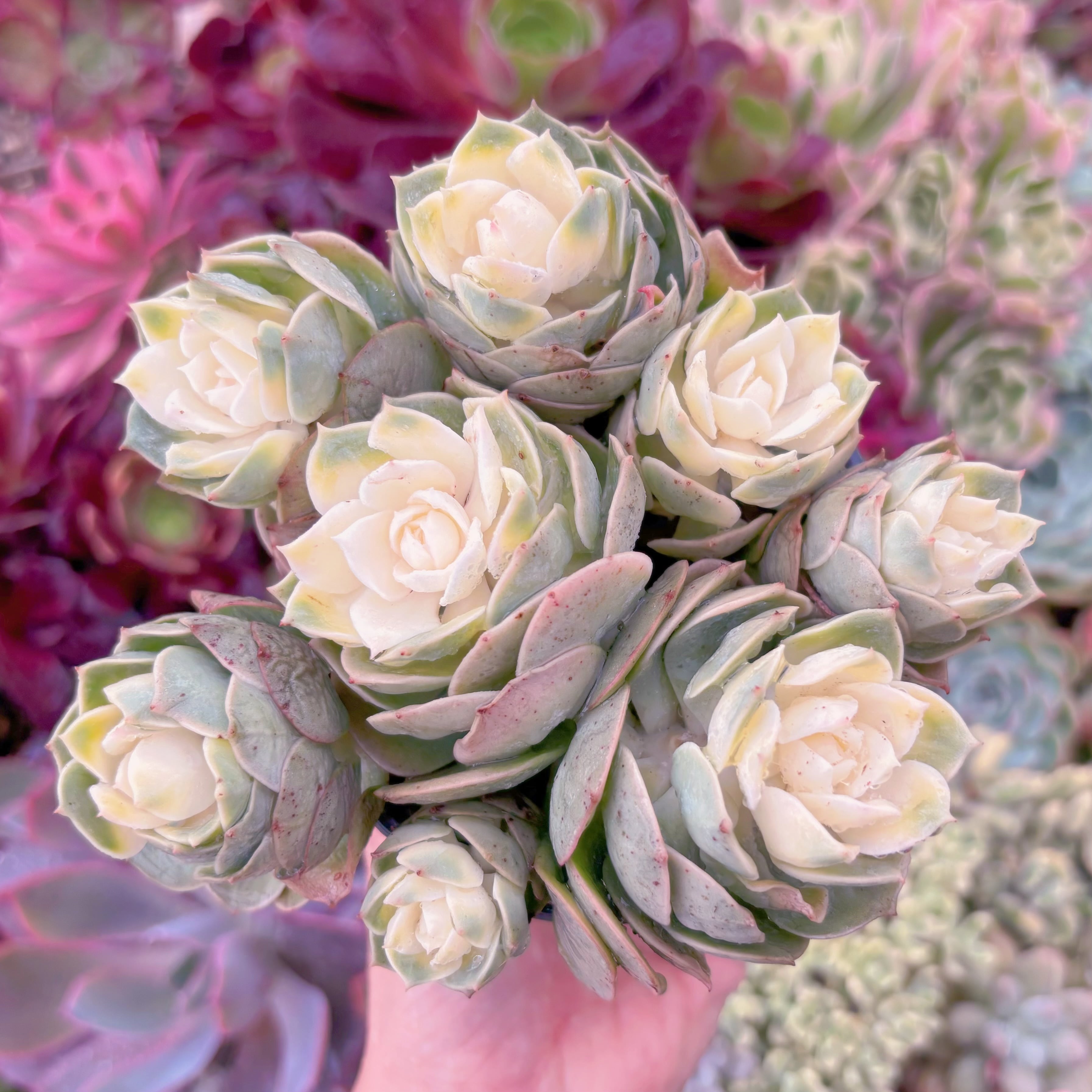 現品　イタリアローズ錦#016　るる農園