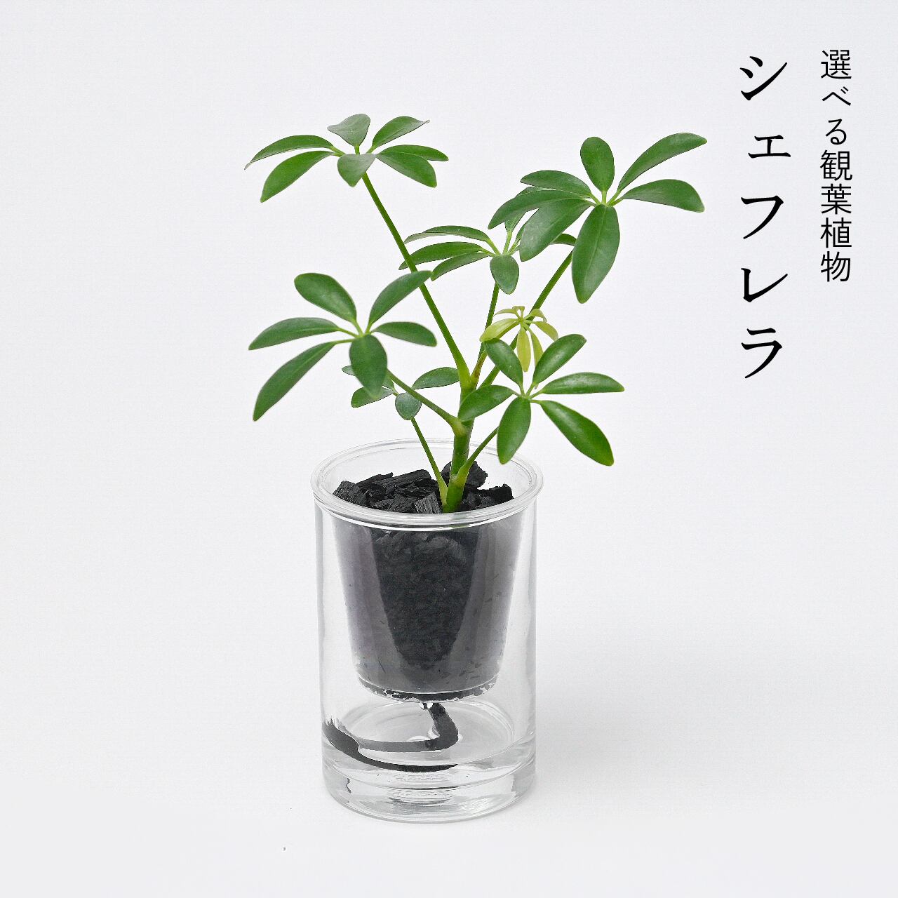 選べる炭の樹・台座セット【炭の樹 1鉢・炭 2本・台座】 | sumino