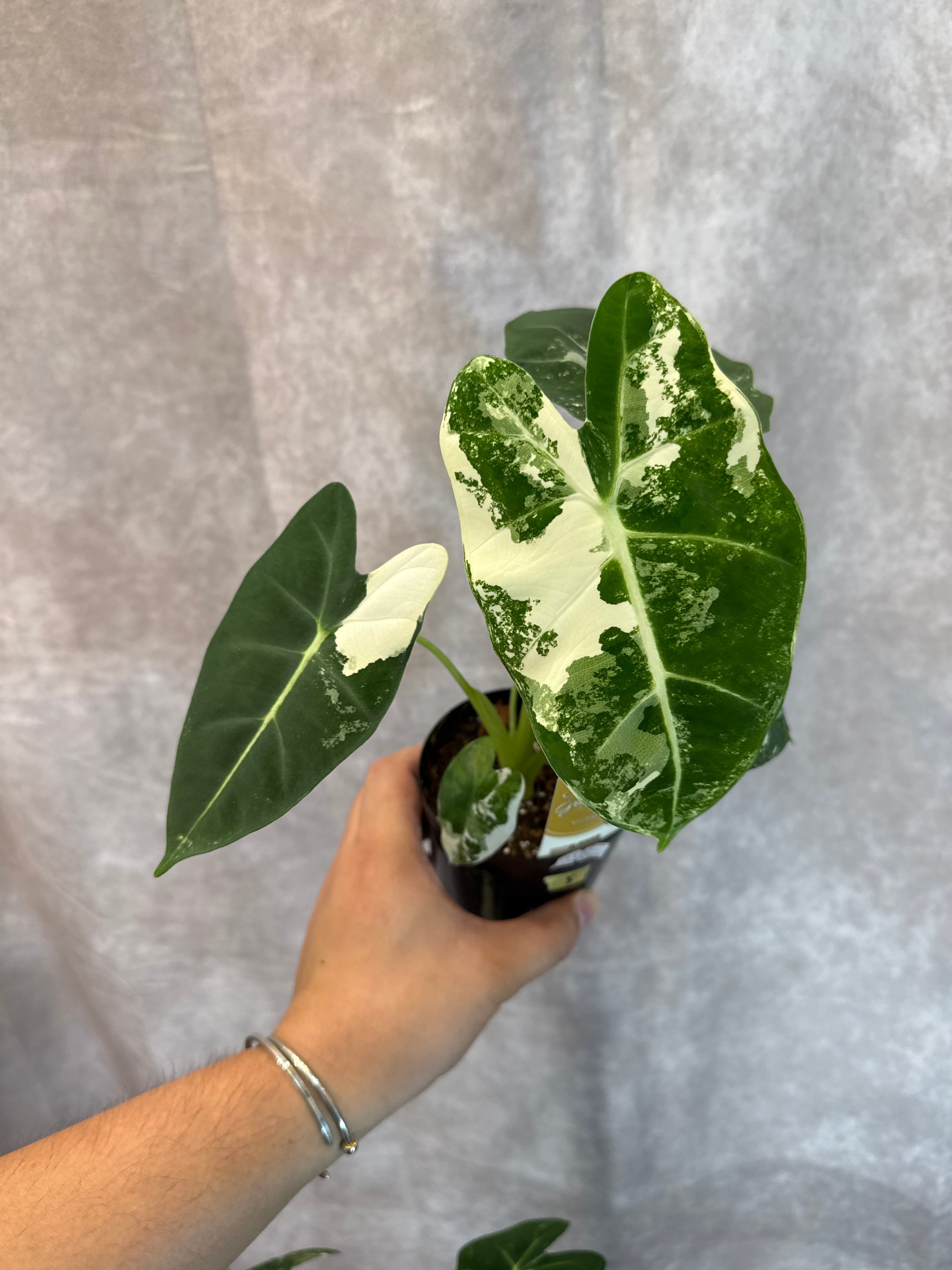 ⑤ アロカシア グリーンベルベット斑入り | Gardenえん 【観葉熱帯植物】