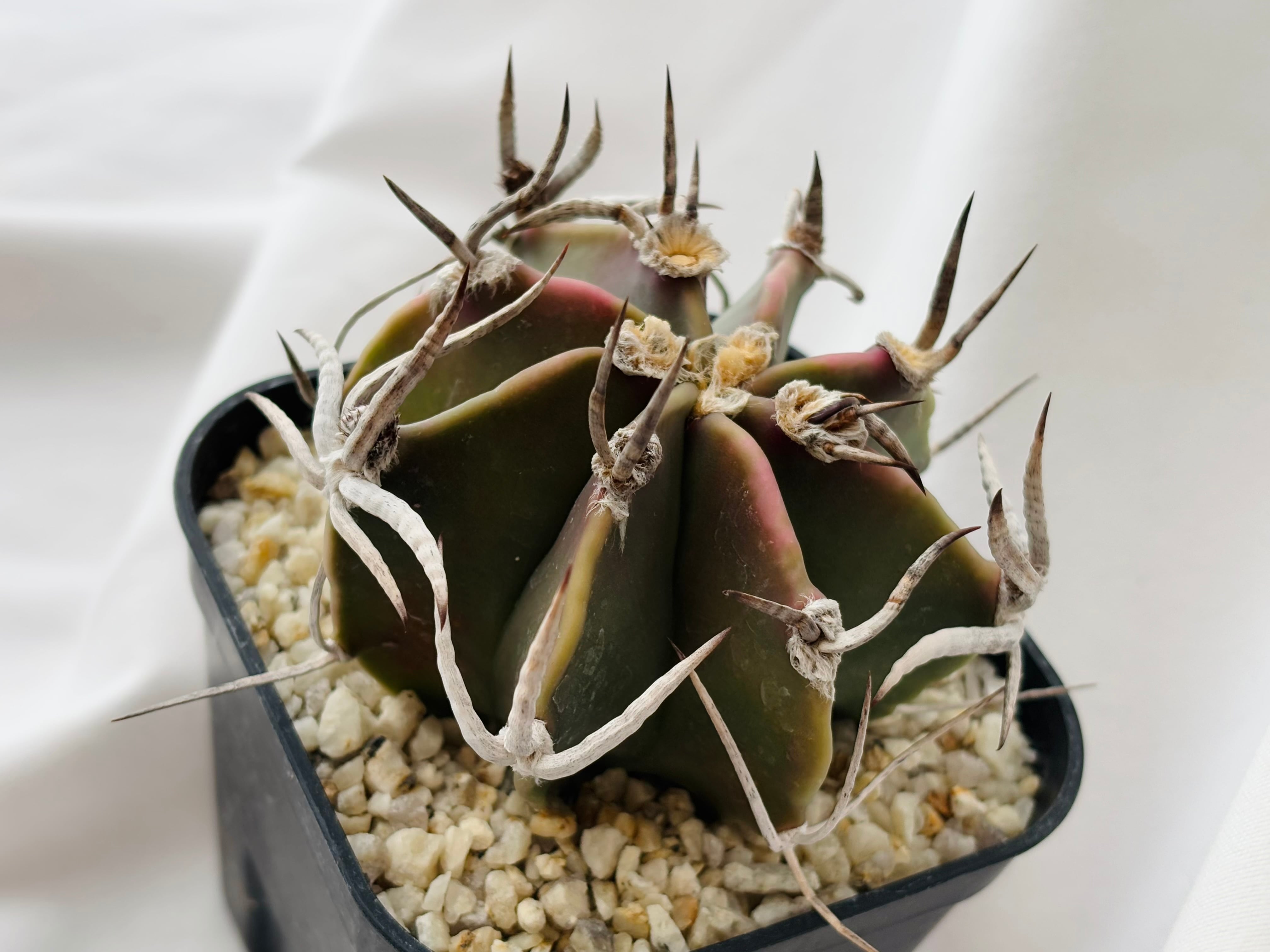 Astrophytum capricorne v. crassispinum アストロフィツム 水牛大鳳玉