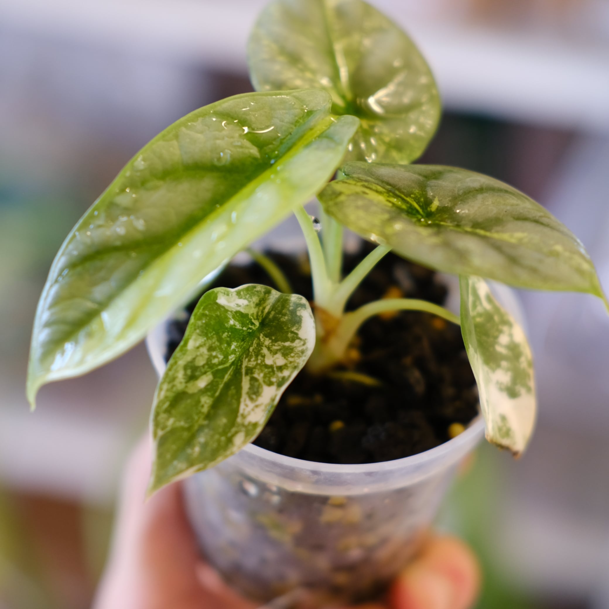 Alocasia Silver Dragon Aurea｜シルバードラゴン オーレア③｜観葉