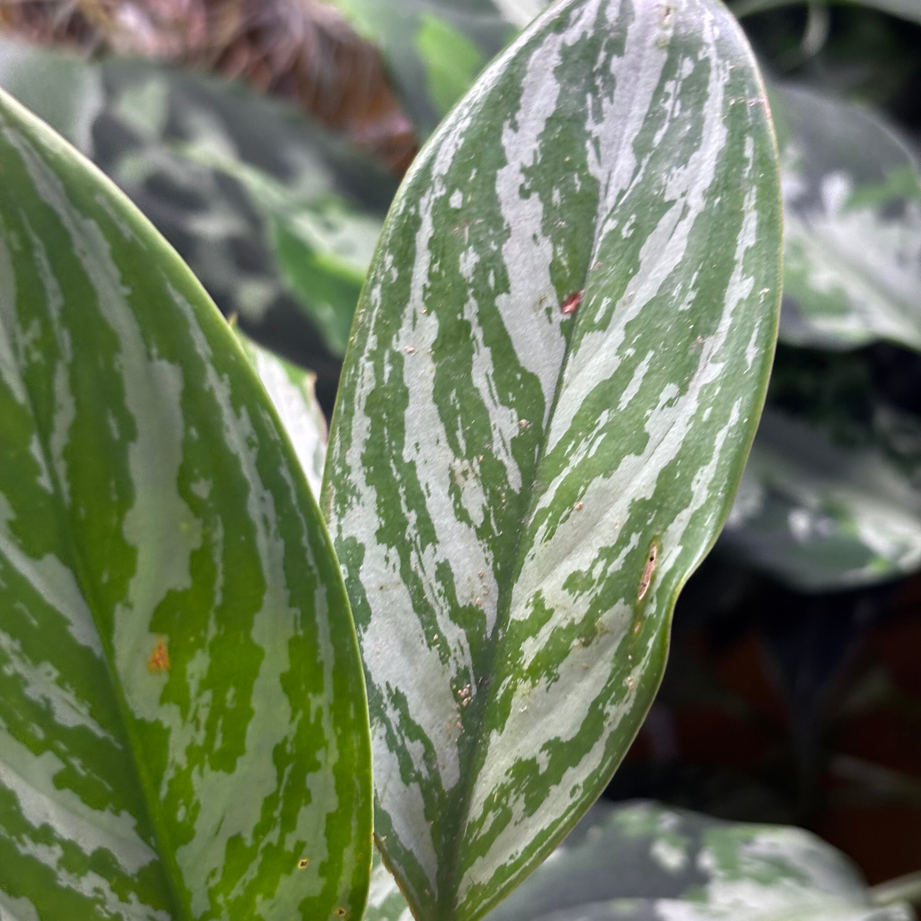 Aglaonema nitidum 