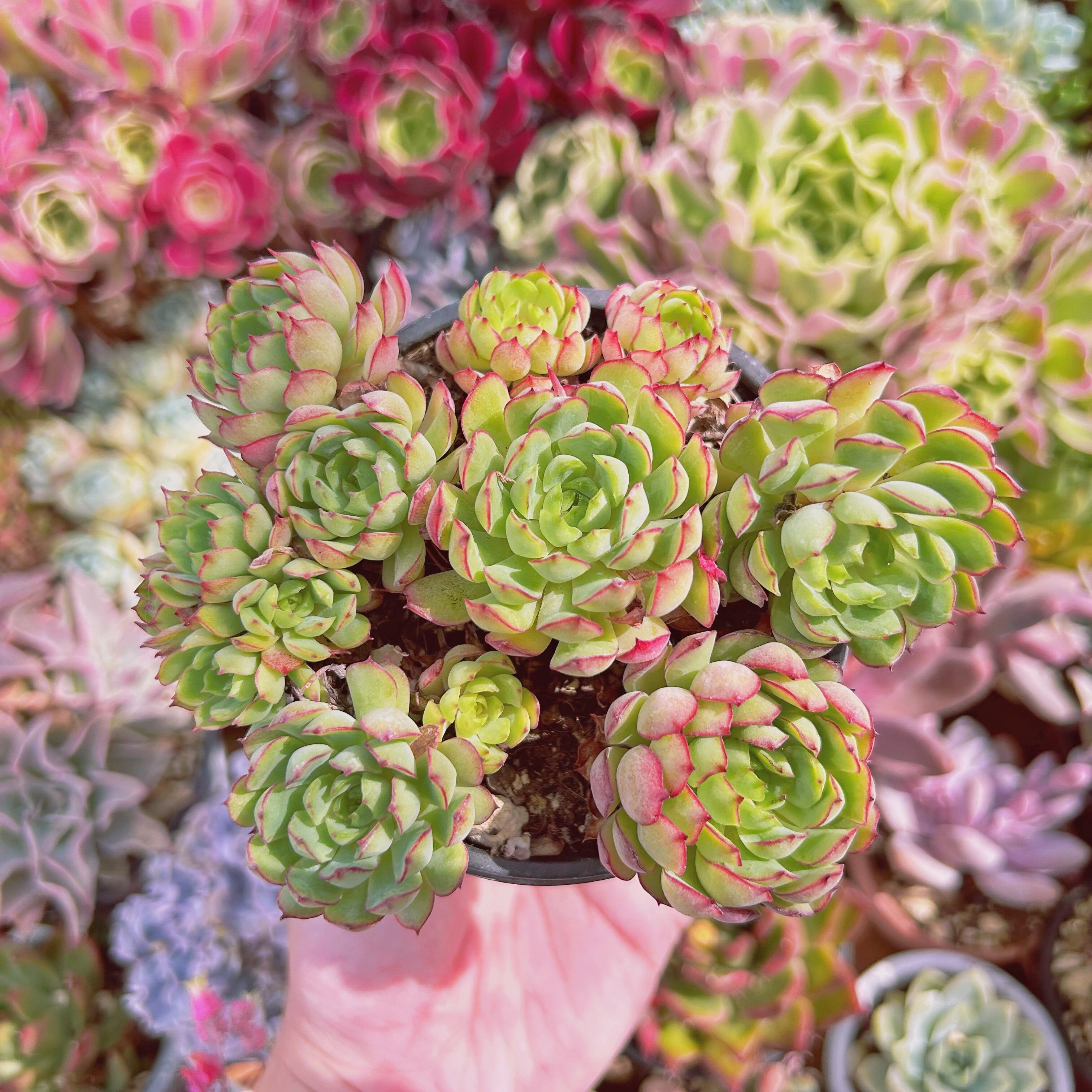 #904現物　多肉植物　ドリームローズ　特大　抜き苗