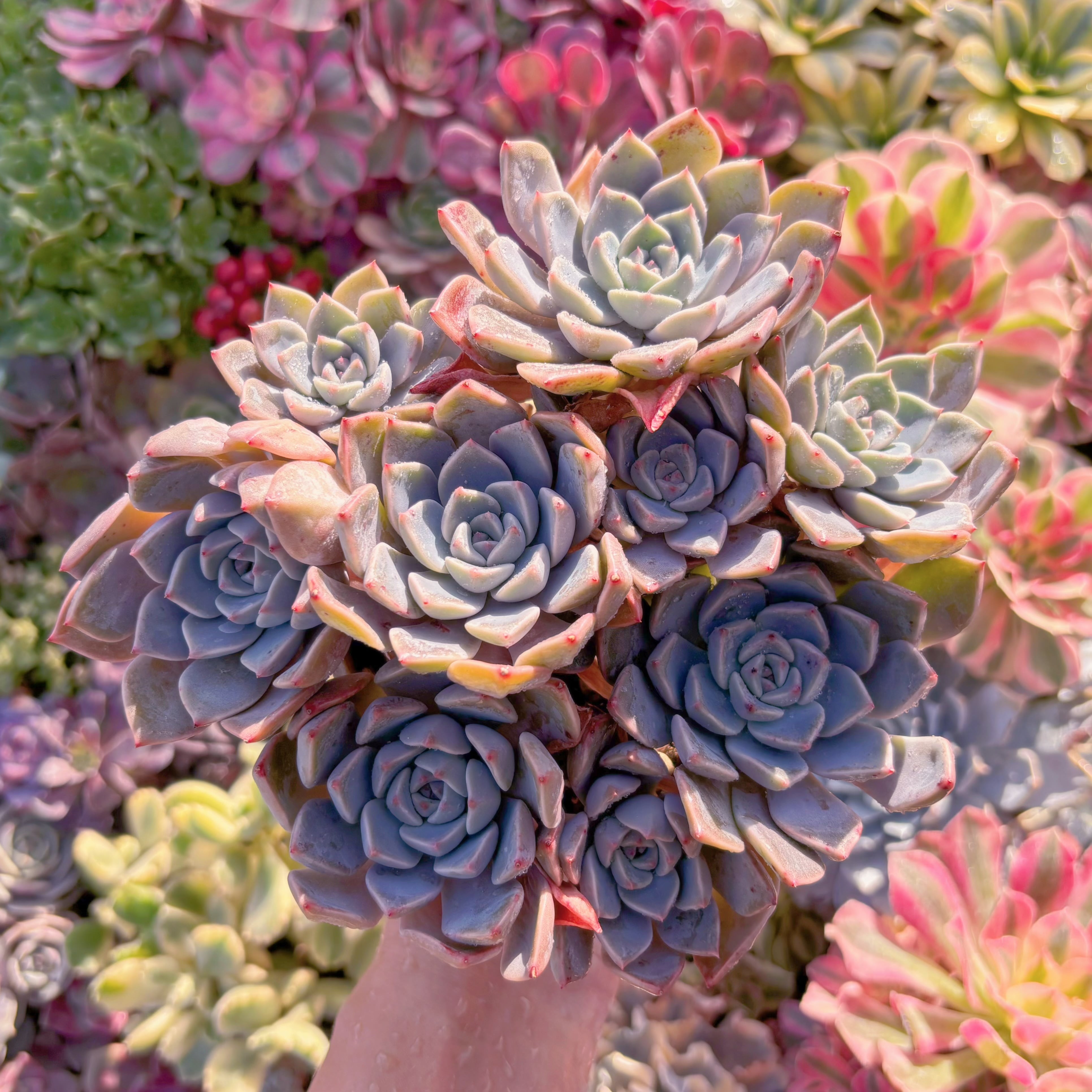 現品　Pretty in Pink#552　大群生　るる農園