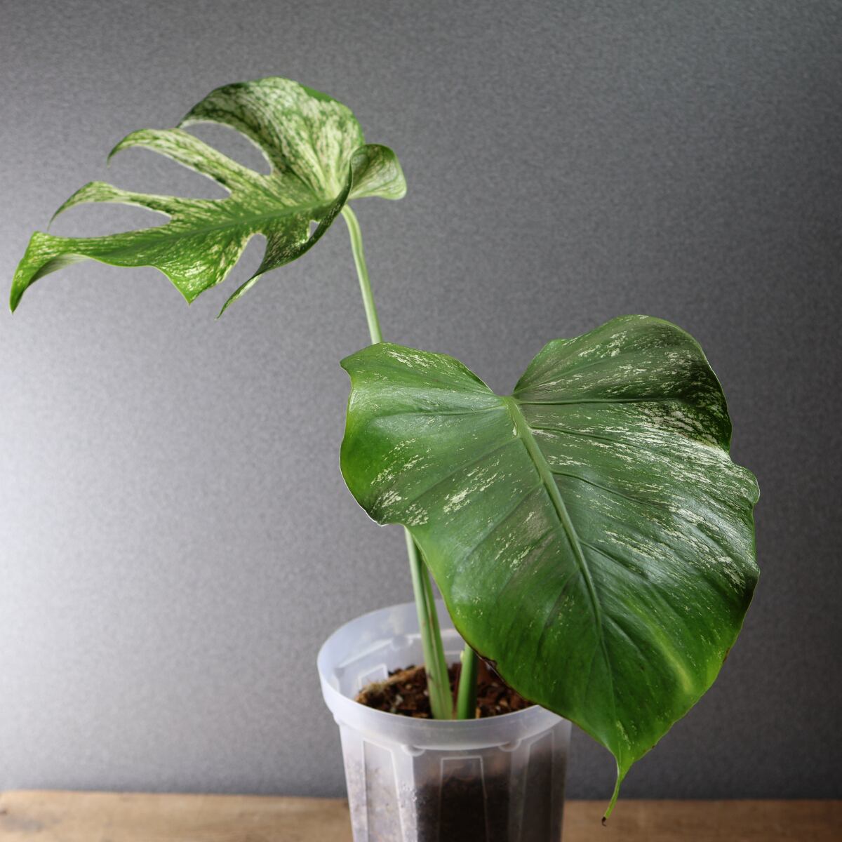 536『モンステラ デビルモンスター』観葉植物【送料無料】 | MARX