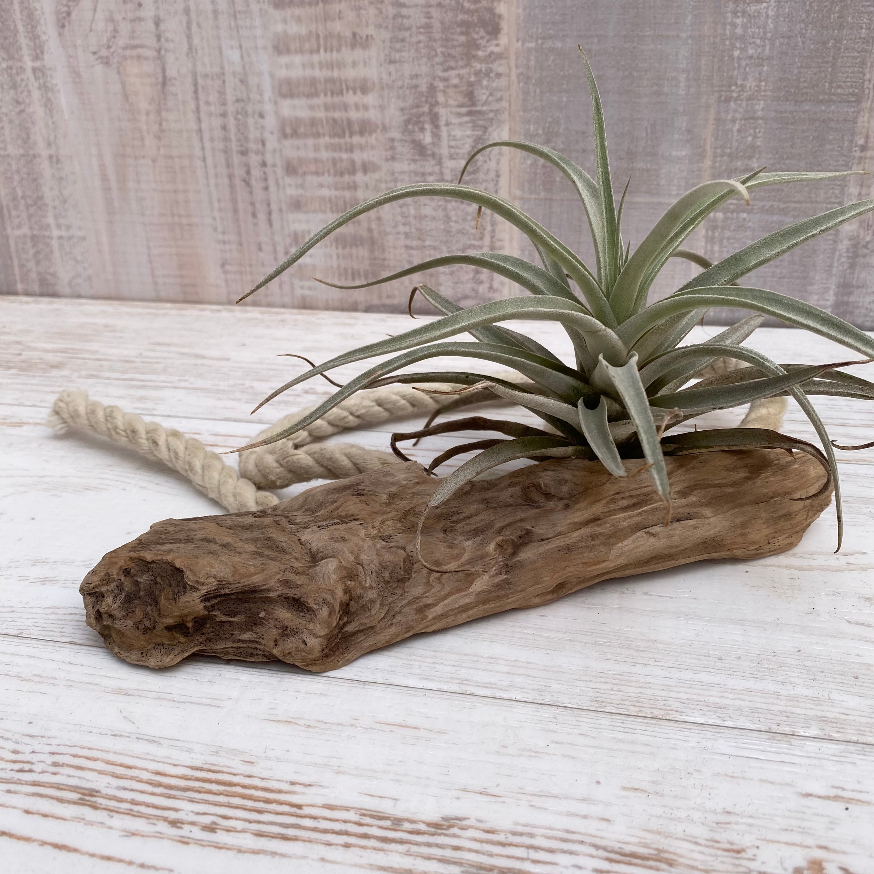 流木インテリア オブジェ ディスプレイ 1070100016 No.1388 流木の