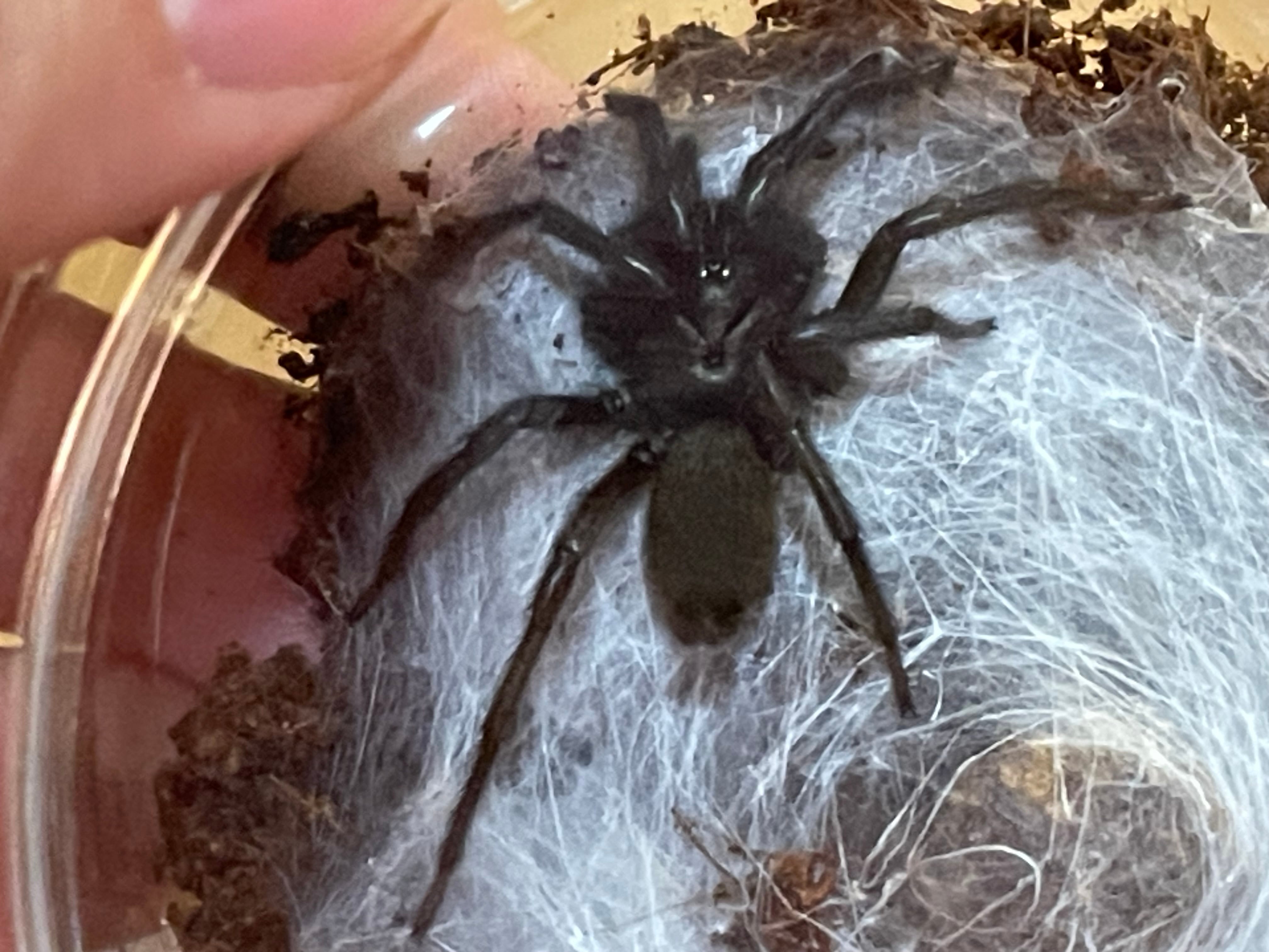 Macrothele raveni 中国産ジョウゴグモ | 奇蟲・昆虫・甲殻類販売 crab