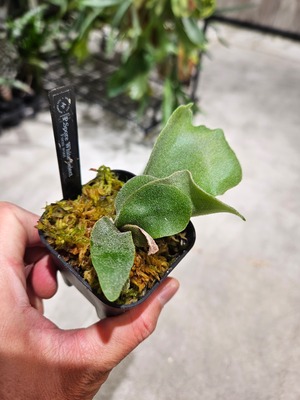 P.Spore White (Woot Select ) 【artPLANTs/PLANTS GARAGE 】ビカクシダ#Platycerium