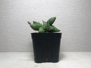 サンスベリア マニー