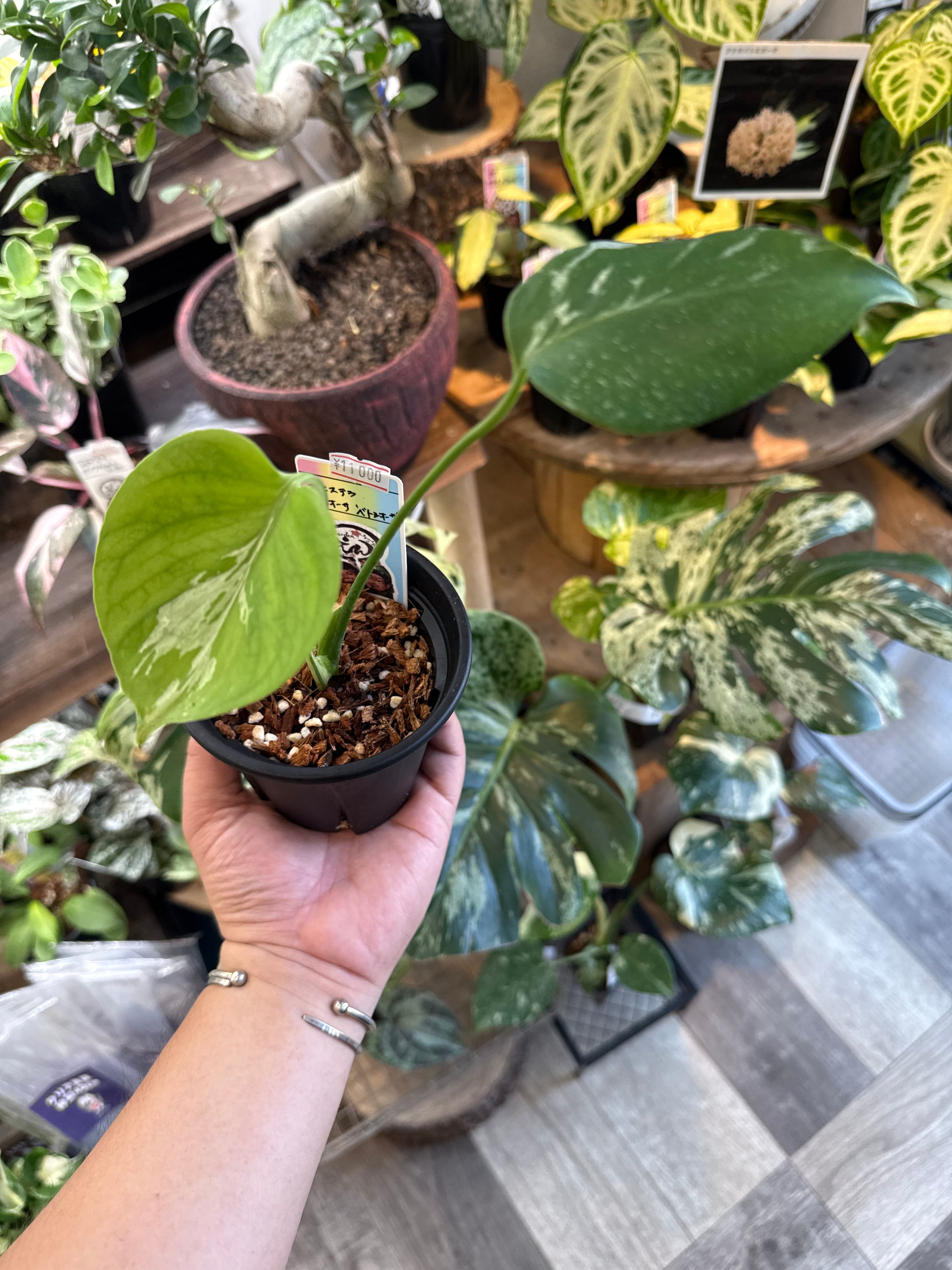 モンステラ 'ベトシオーサ' | Gardenえん 【観葉熱帯植物】