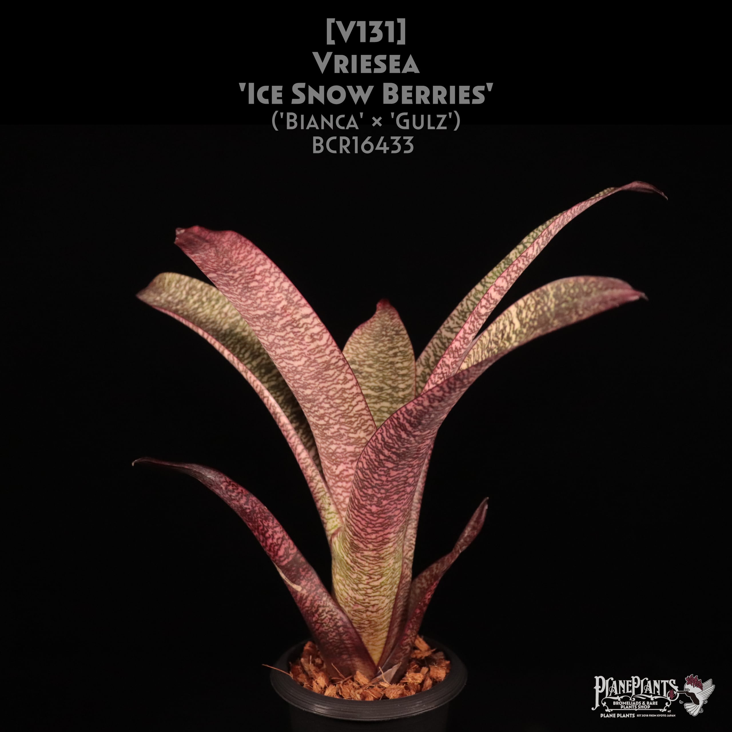 フリーセア　ハイパースペース　Vriesea 'Hyperspace'激レア Vriesea 'Hyperspace' | Fantastic Gardens Hawaii