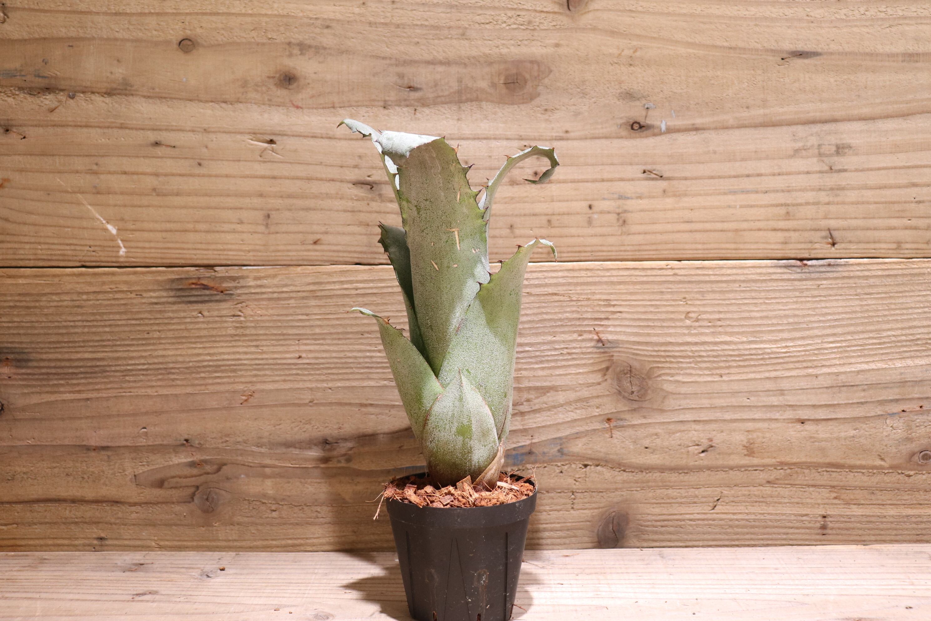 送料無料】 Hohenbergia sp. EB#2023〔ホヘンベルギア〕現品発送H0049