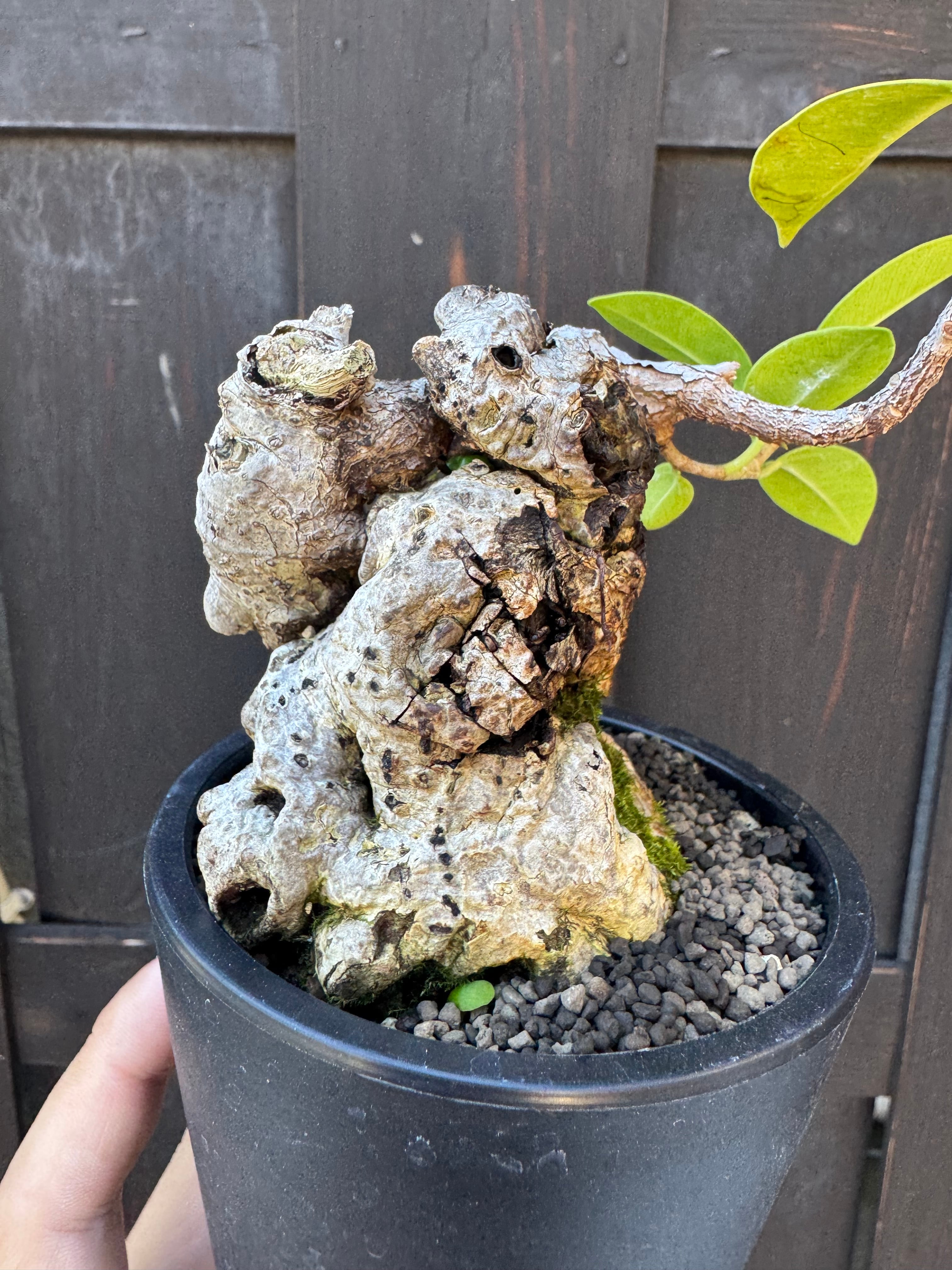 Ficus microcarpa 古木ガジュマル【KEBOZ × 青坊主コラボプラ鉢】 | 青