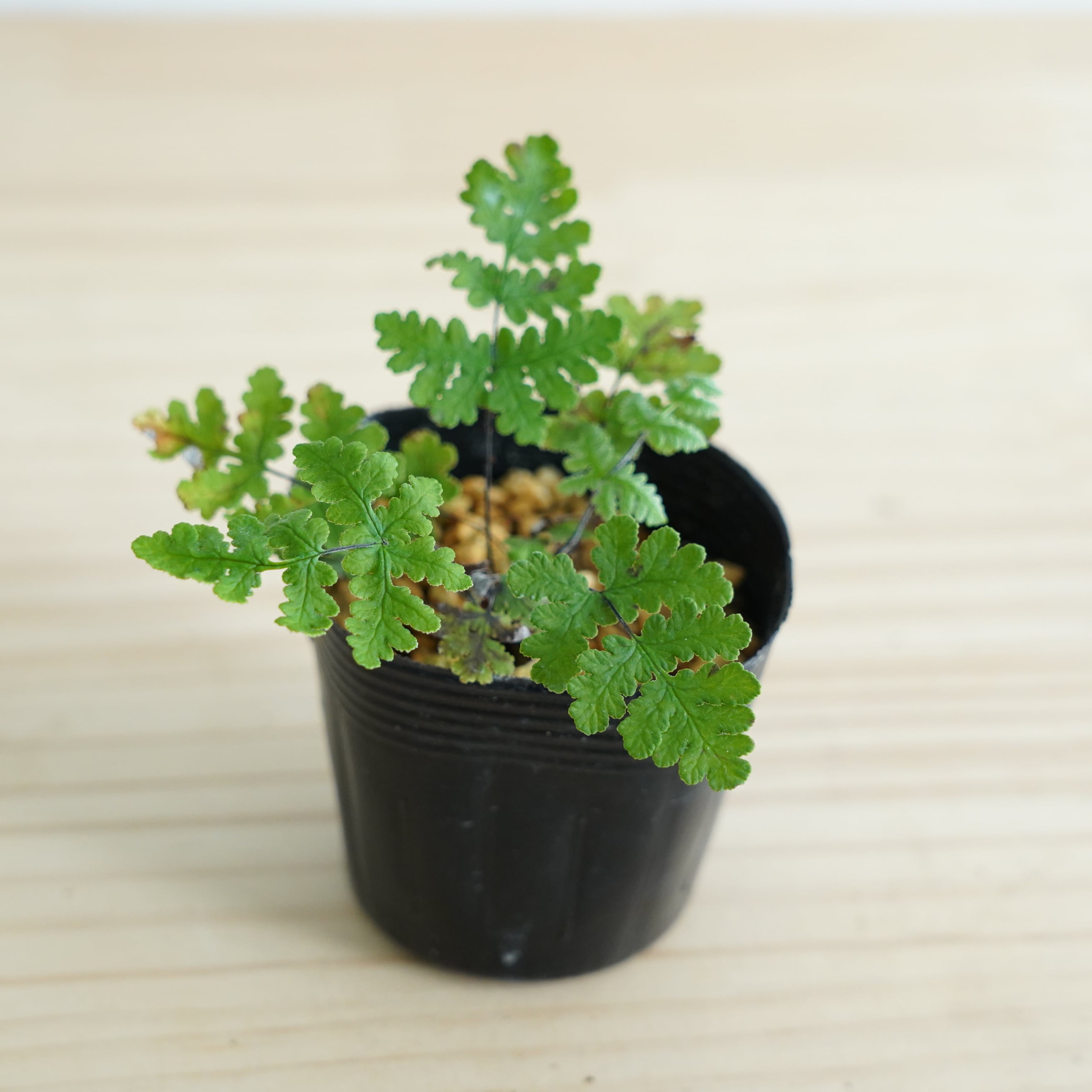 P. Willinckii cv. Sailor Mercury (OC) 【artPLANTs/PLANTS GARAGE