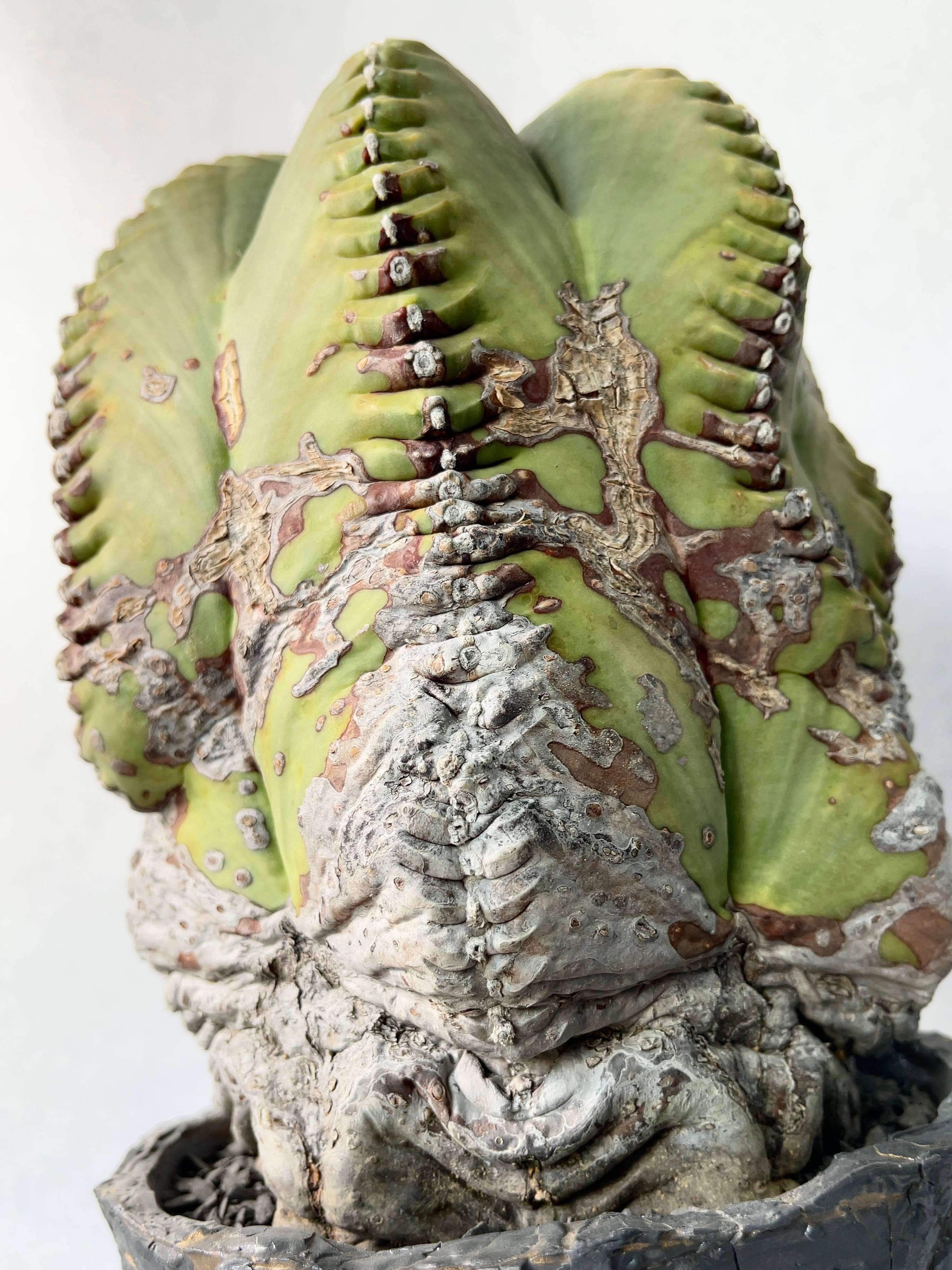 アストロフィツム・肋骨鸞鳳玉 | trigger