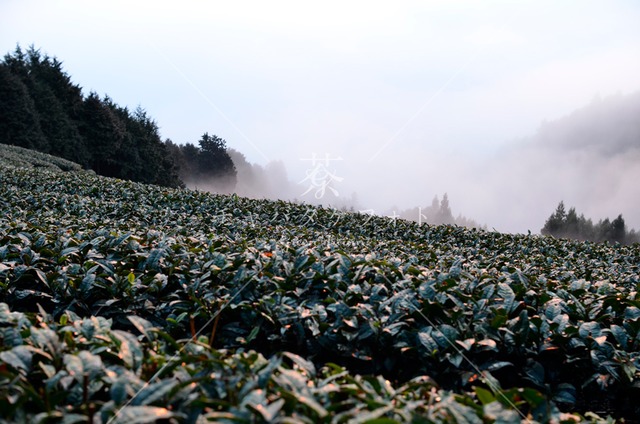 341 明ける冬の茶畑