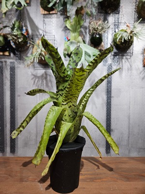 Aechmea Correia araujoi 【artPLANTs】エクメア/タンクブロメリア