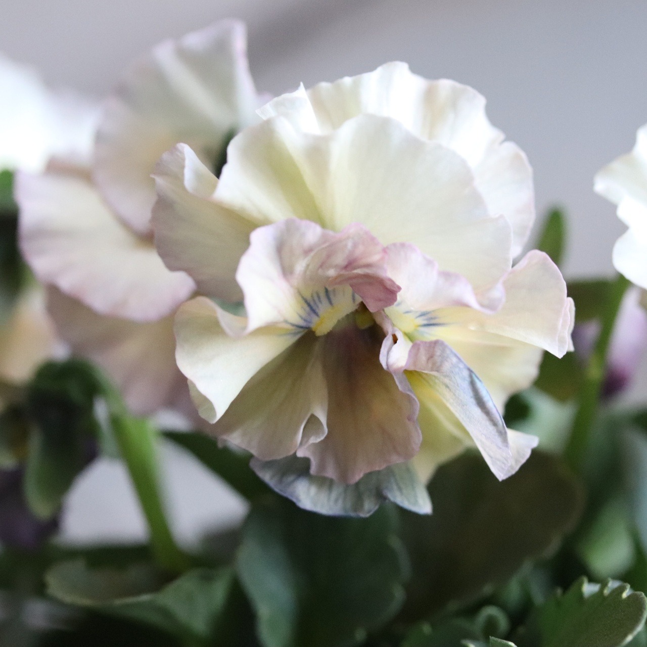 ビオラ　アイクルール　冬から春のお花　　丈夫で育てやすい　寄せ植えにオススメ　