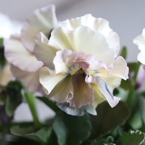 ビオラ　アイクルール　冬から春のお花　　丈夫で育てやすい　寄せ植えにオススメ　