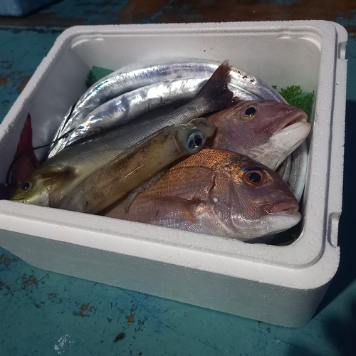 天然日替りとれたて魚セット（約3〜5キロ詰め合わせ）【送料別】