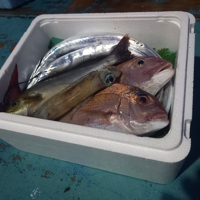天然ぶり(4~5k)1匹丸ごと裁き済み鮮魚
