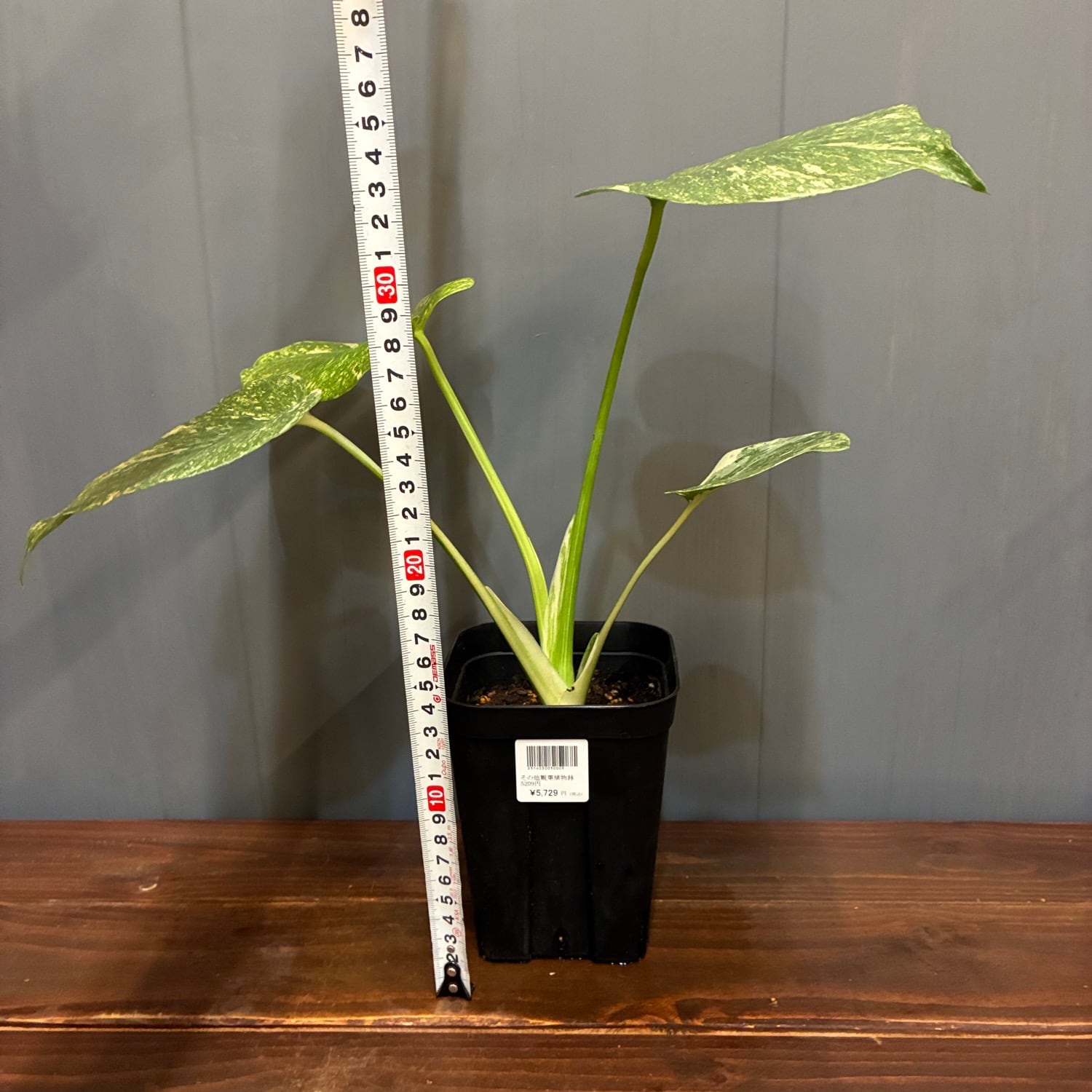 新着3日限定10%OFF】モンステラ グリーンスノー【365】 | PROTOLEAF