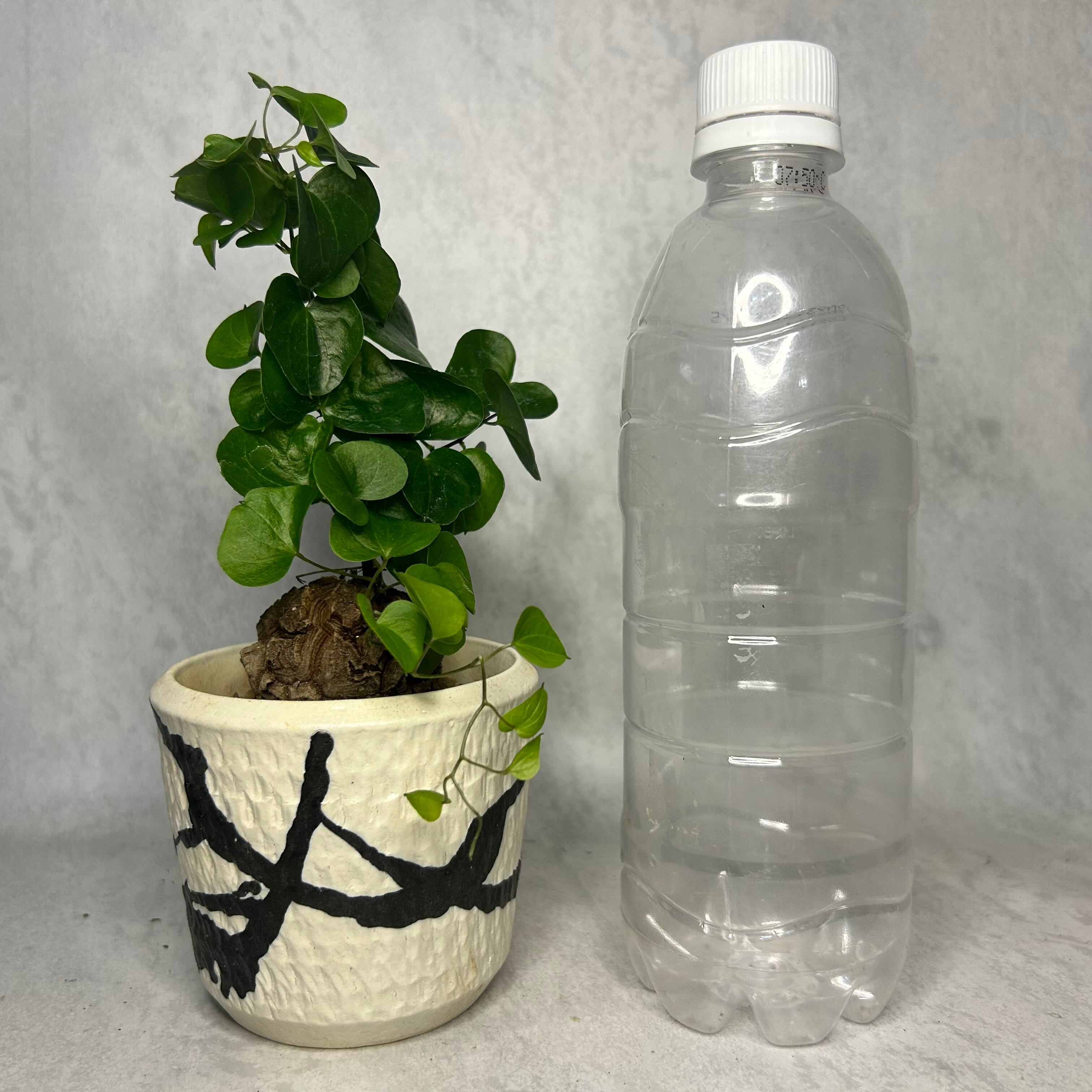 亀甲竜(陶器鉢入り)4cm越え ディオスコレア | PLARE