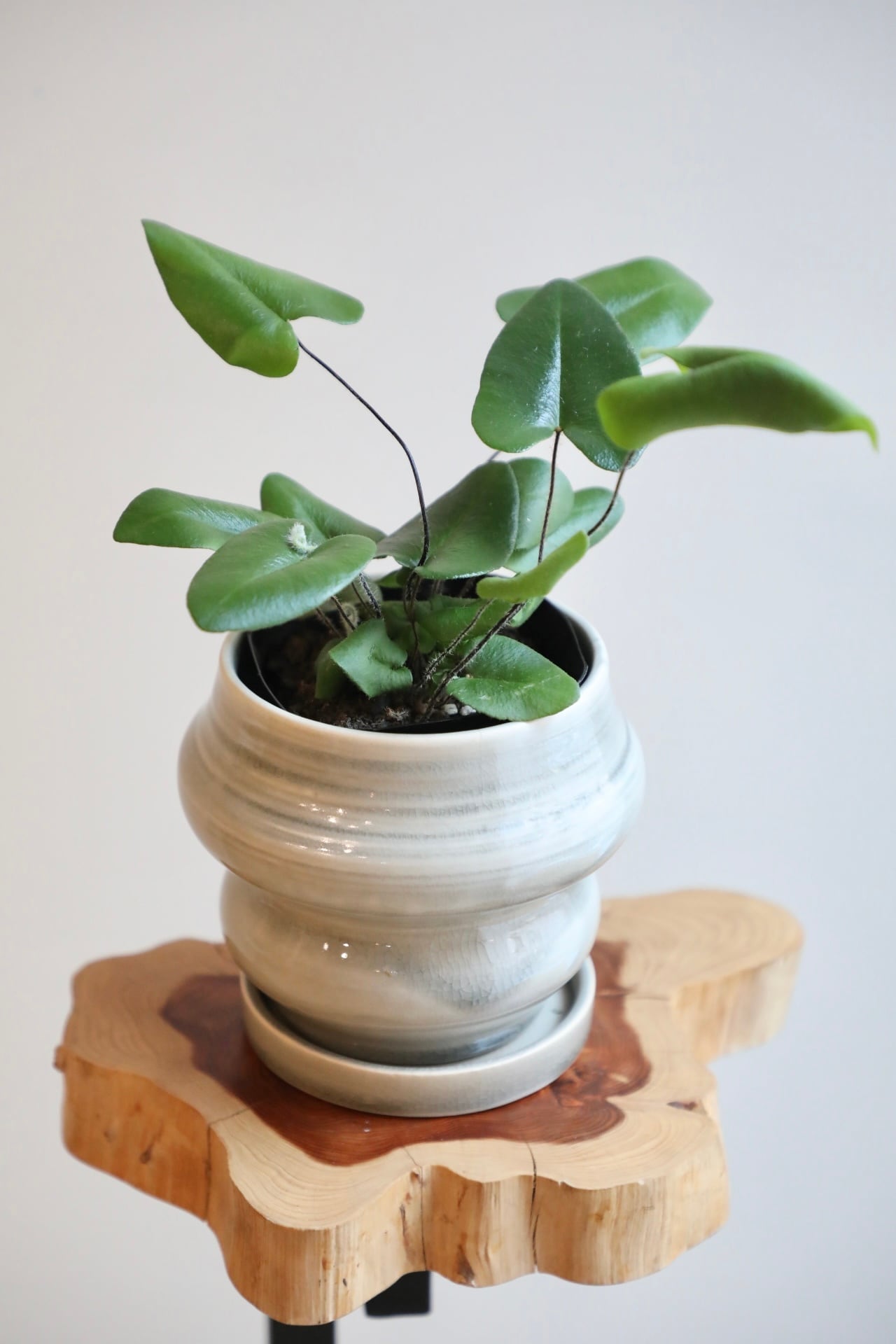 エバーフレッシュ 143cm８号 S-shaped tree form エバーフレッシュ 143cm8号 S-shaped tree form 【公式通販】