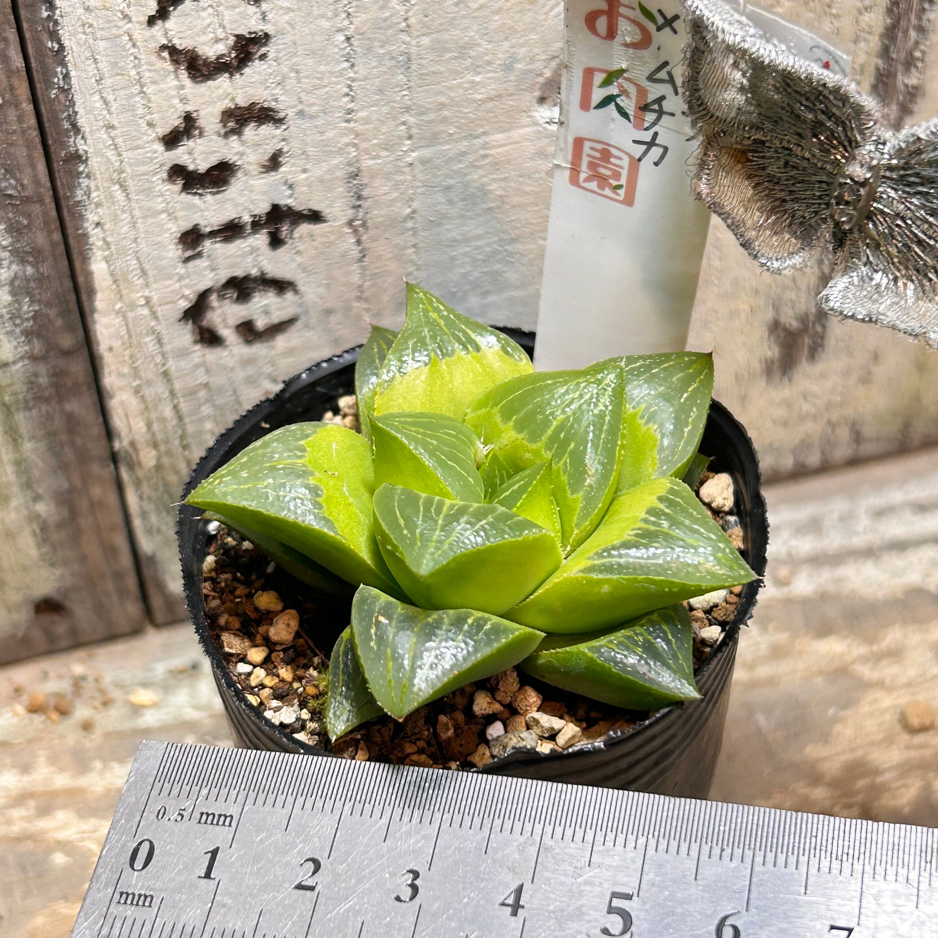 T) レツーサ×ムチカ ハオルチア | RuPo 多肉植物専門店