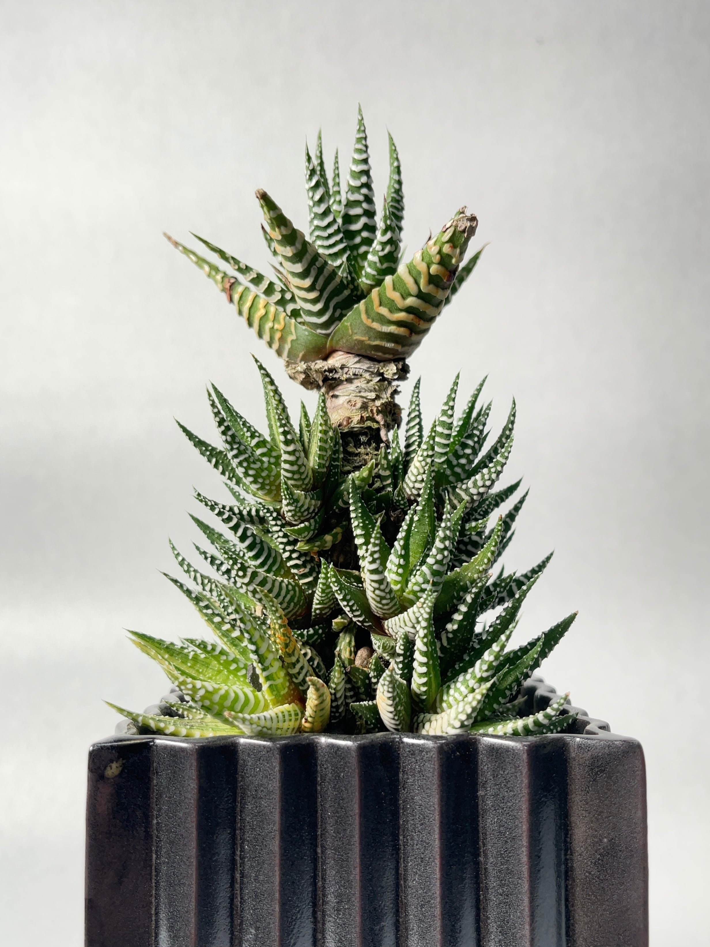 ハオルチア・十二の巻 | trigger