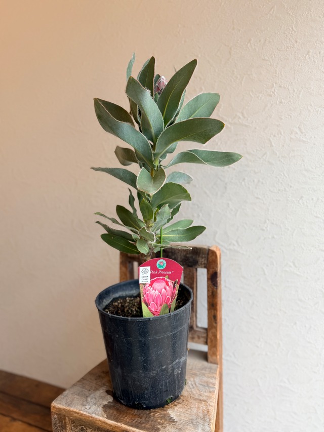 プロテア　ピンクプリンセス①