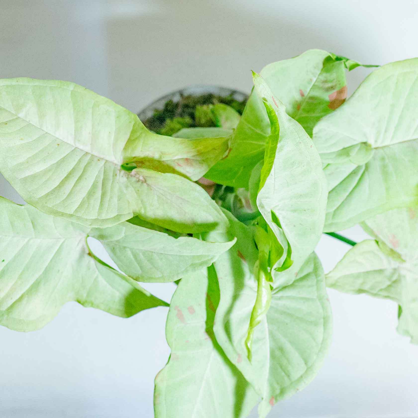 ＼送料無料／≪ 観葉植物 ≫室内管理もオッケーなシンゴニウム・コンフェティとフデ苔の鉢植え｜シンプルでお部屋を選ばない手作りモルタル鉢