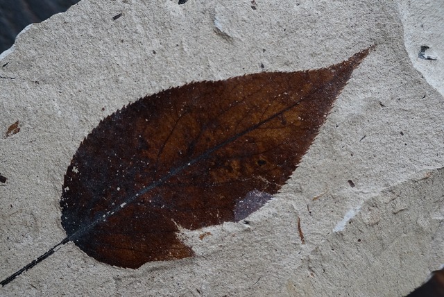 木の葉 化石 Fossil Leaf　③