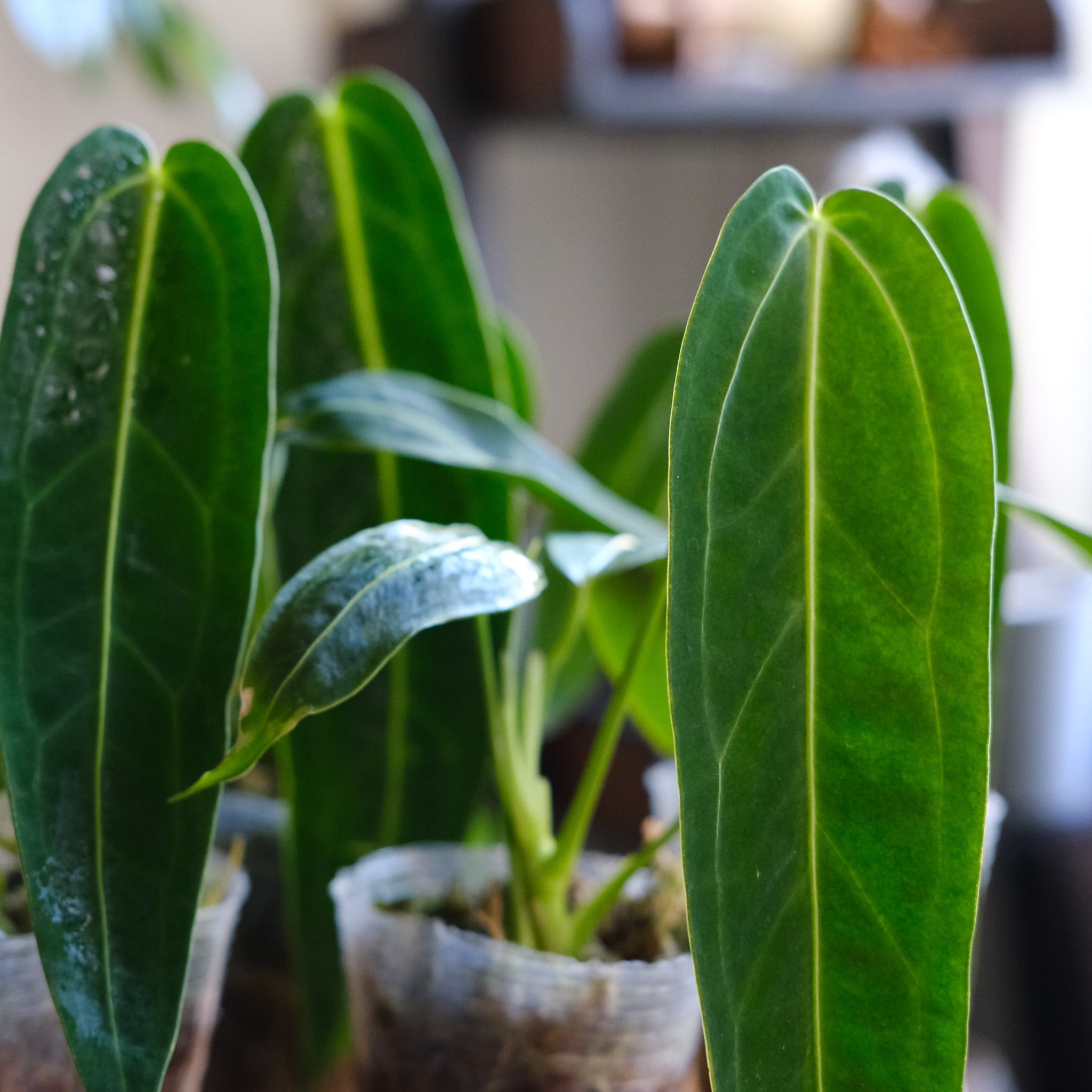 SELECT STOCK> Anthurium Warocqueanum｜アンスリウム・ワロクアーナム