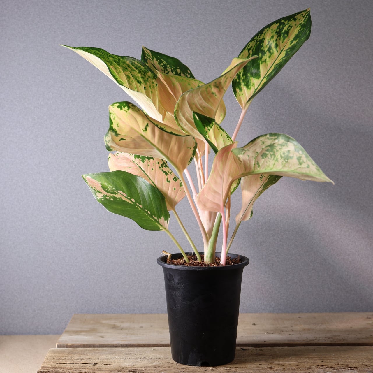 407 やさしい光をまとう『アグラオネマ アマゾン』観葉植物 【送料無料