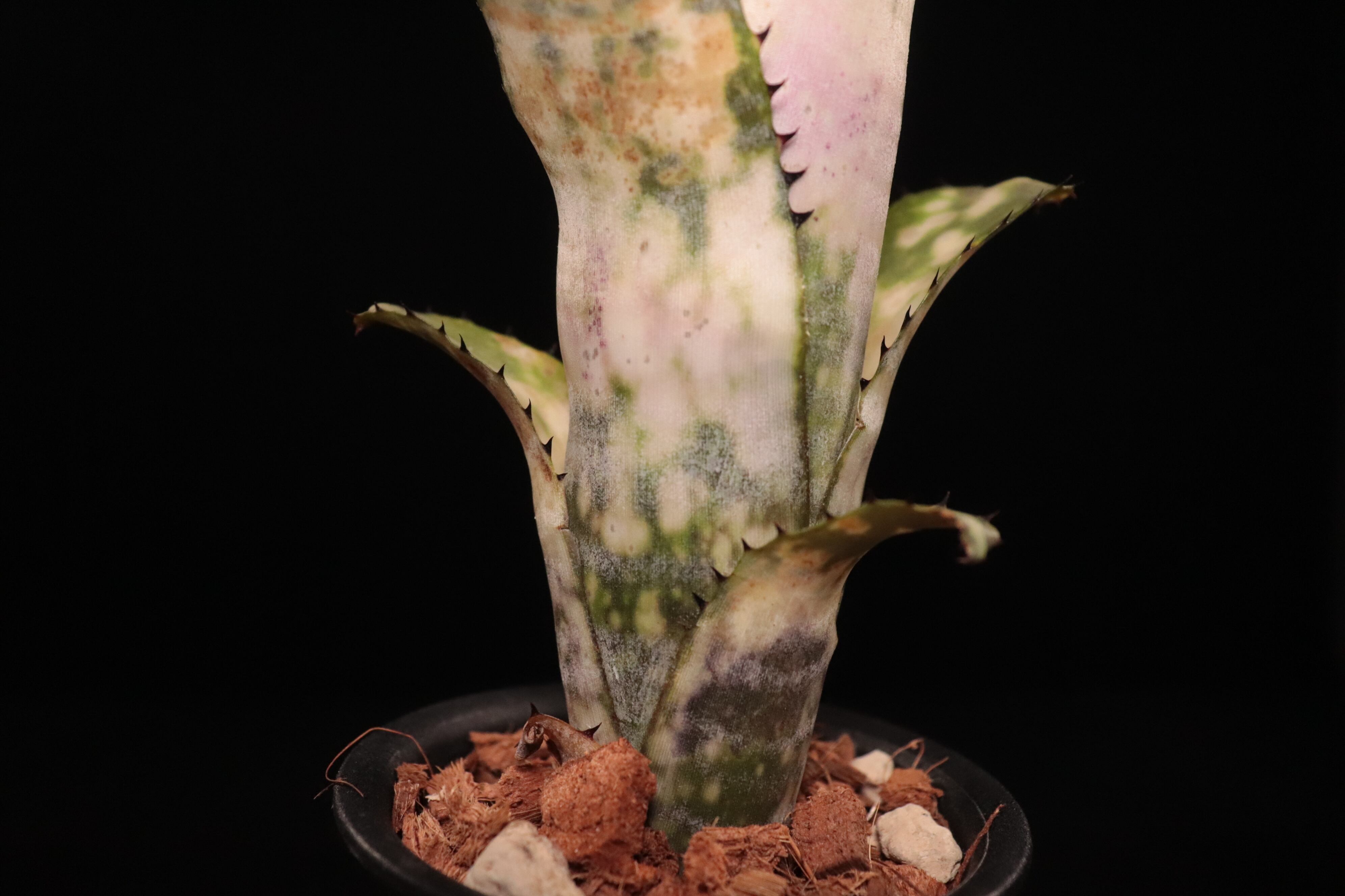 reserved】Billbergia 'Talbot Lens Gem'〔ビルベルギア〕現品発送