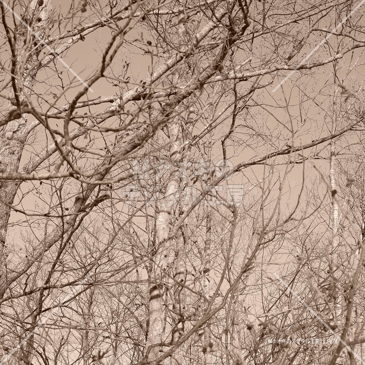 冬の林 あおり構図 セピア 【F_78】　Winter forest tilt composition sepia
