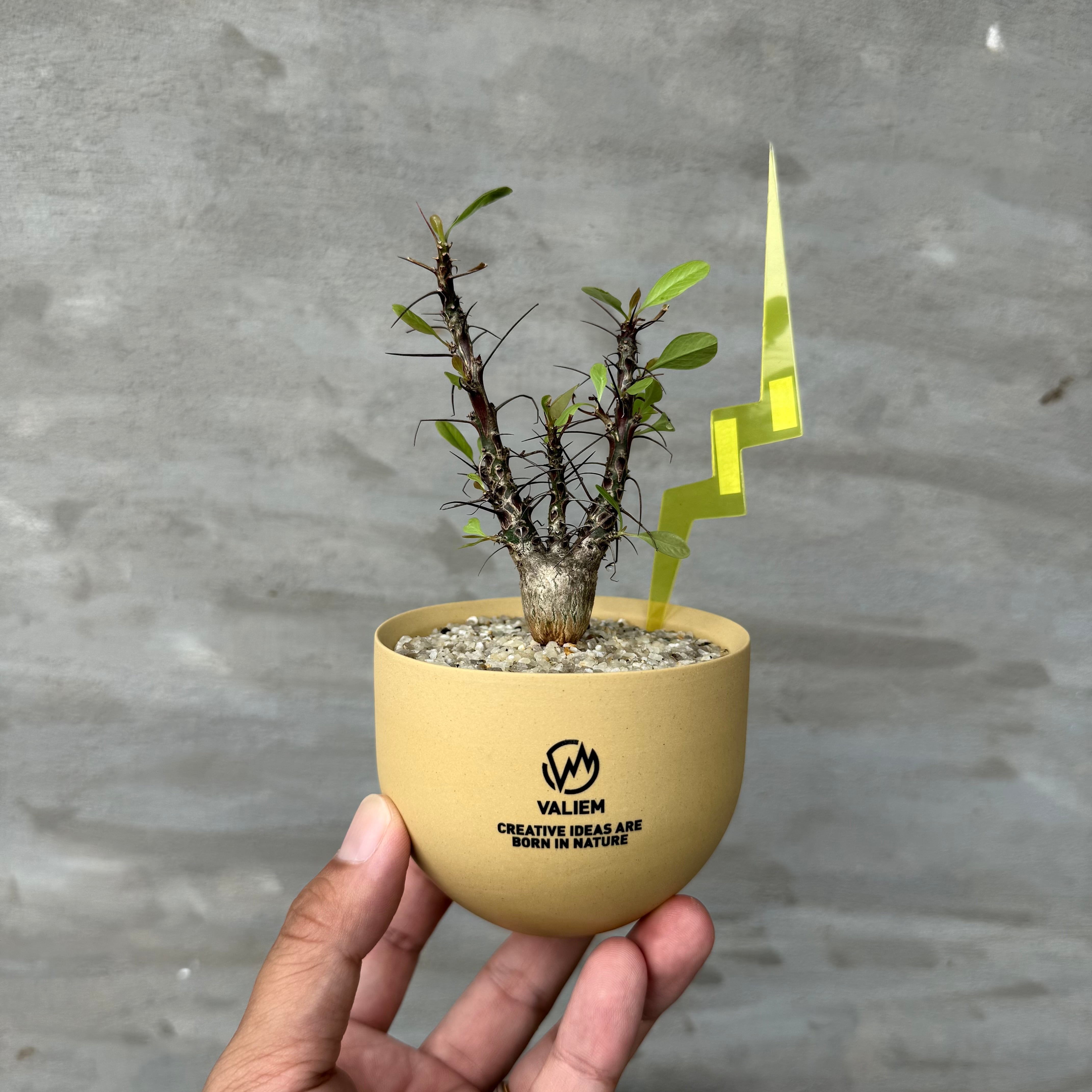 8/10（月）21:00より再販！【植物鉢】 Valiem GHOST（BOWL / Sサイズ