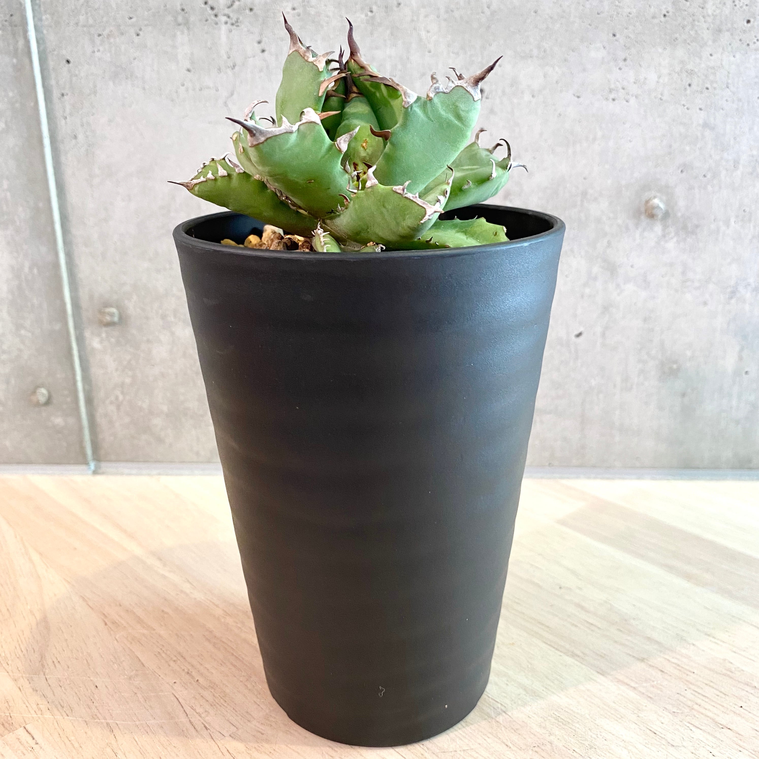 agave titanota No1 /アガベ チタノタ ナンバーワン 【観葉植物 agave titanota No1 /アガベ チタノタ ナンバーワン 【観葉植物