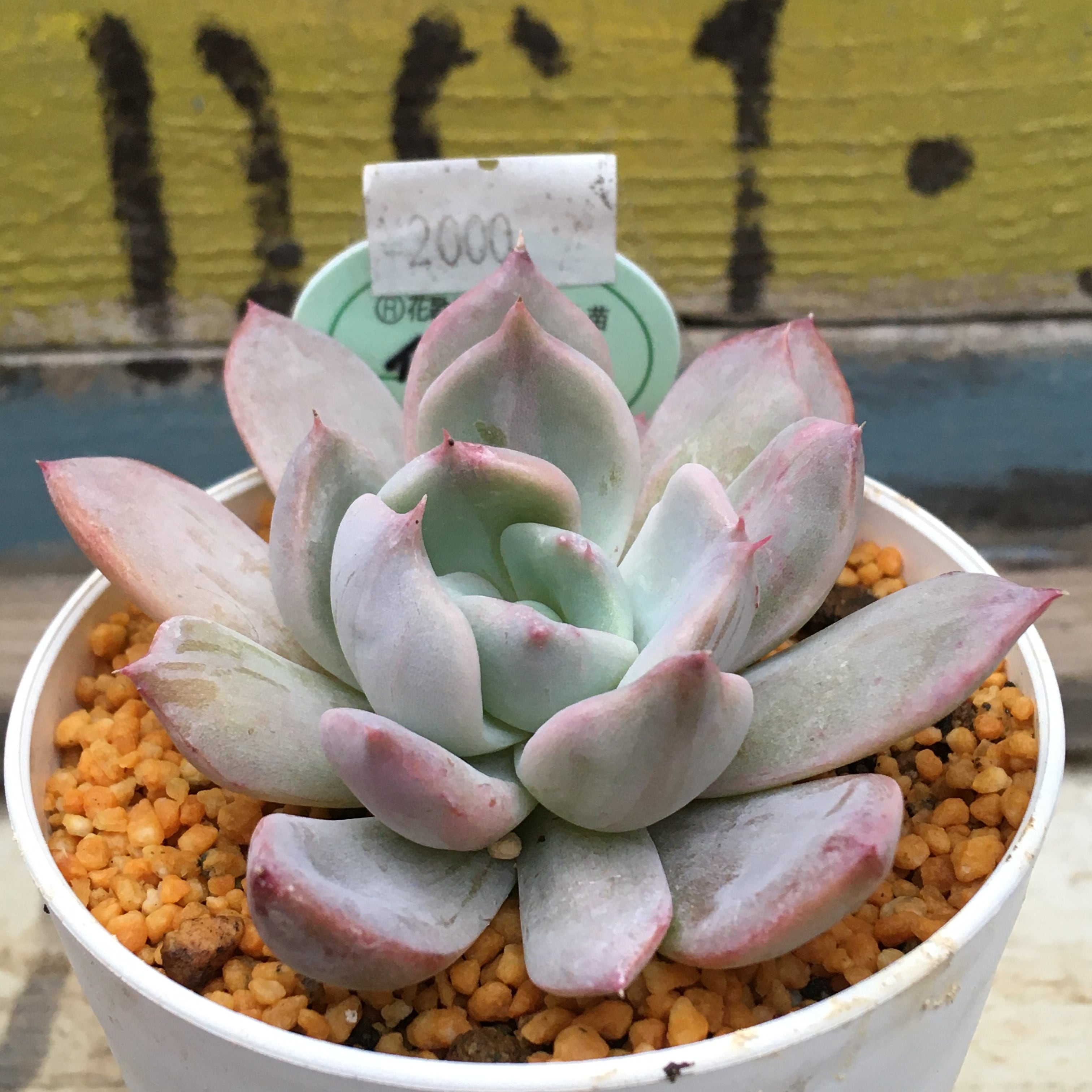 イズミル パクさん苗 | RuPo 多肉植物専門店 イズミル パクさん苗 | RuPo 多肉植物専門店