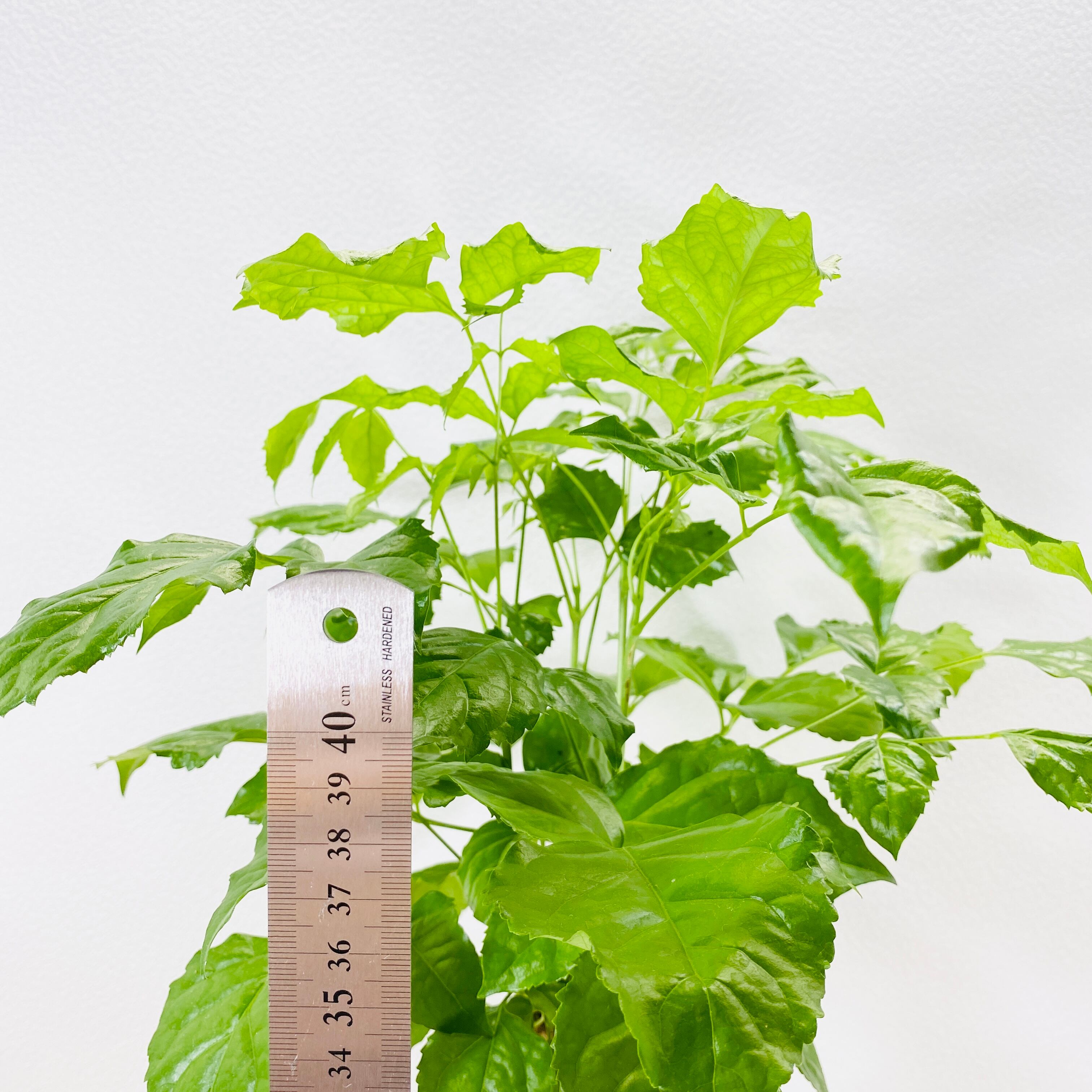 ヘテロパナックス 観葉植物 1点もの Herbree 観葉植物の通販