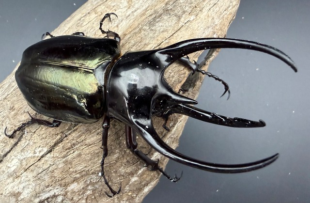 【WD】《ジャワコーカサスオオカブト 104.5mm A'品ペア》