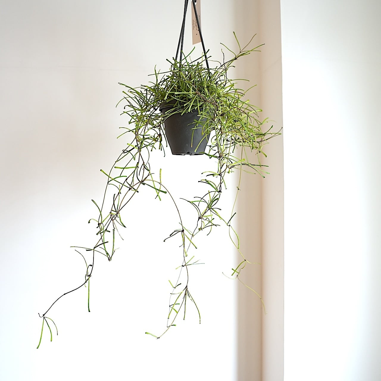 送料込み】ハンギング植物 ホヤ レツーサ 3.5号サイズ プラ吊り鉢