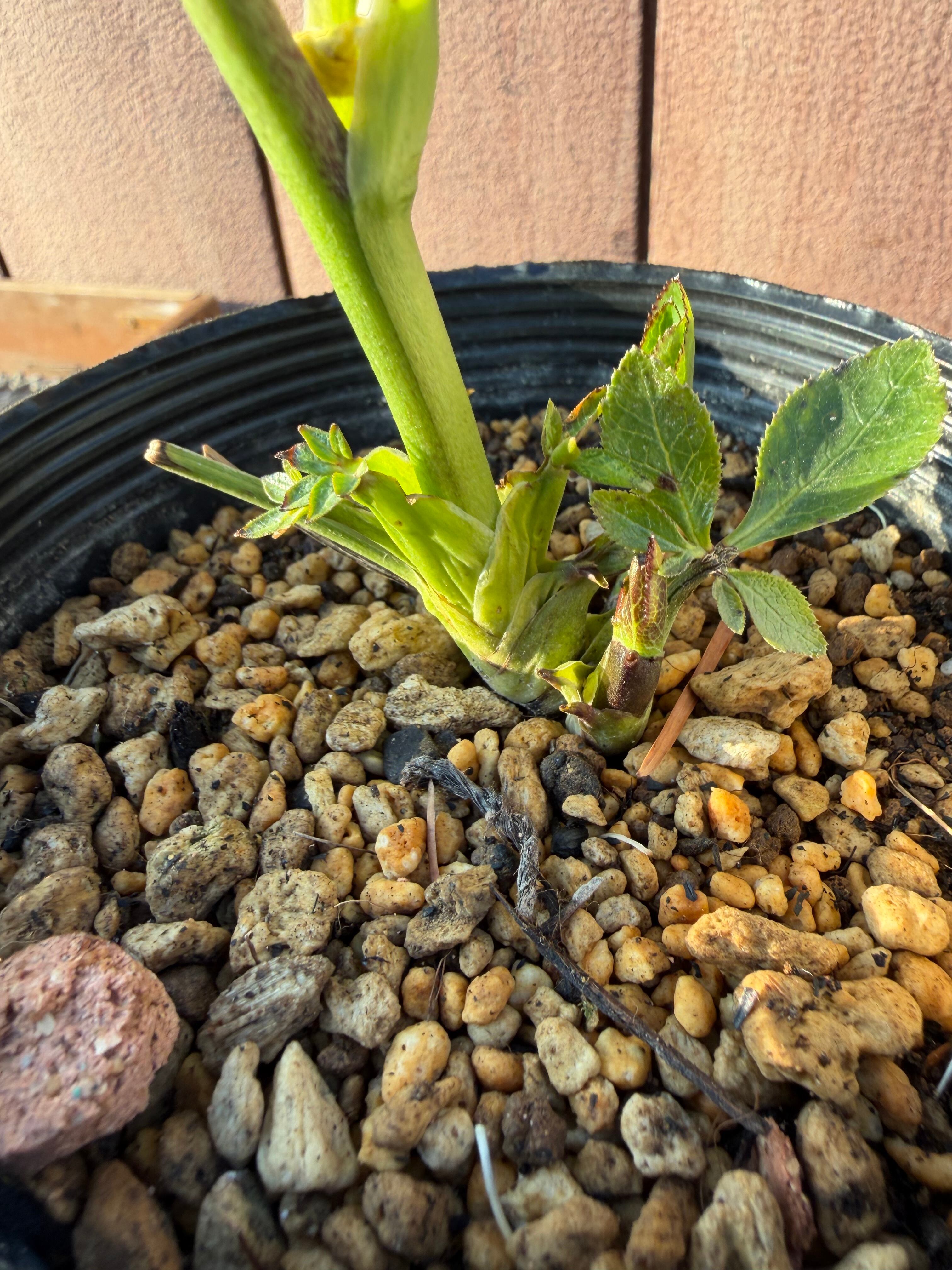 キラメキ☆チョコレート 加藤農園 クリスマスローズ【Ka108】送料無料