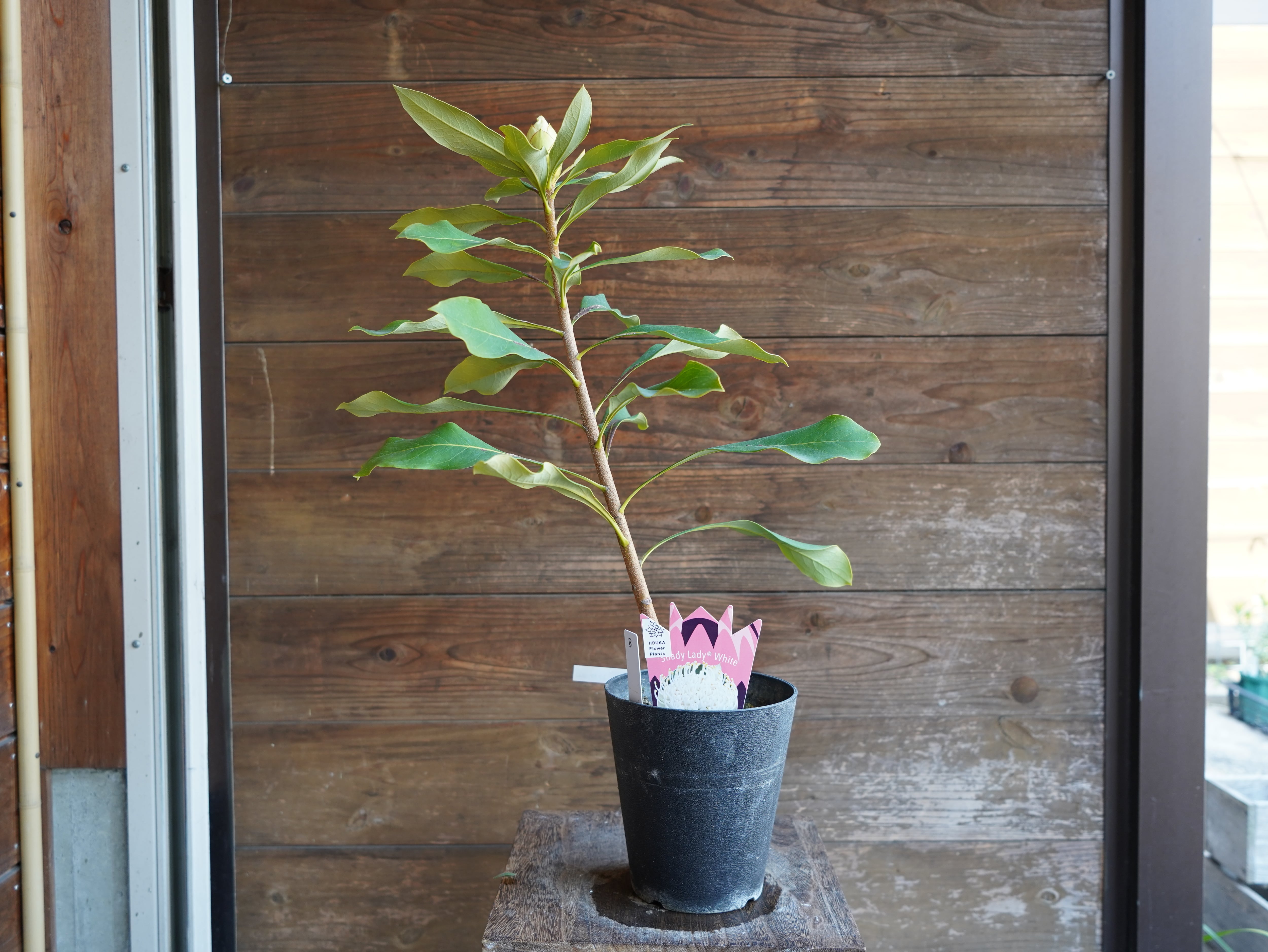 【現物】テロペア　”シェイディレディホワイト”　5号　B