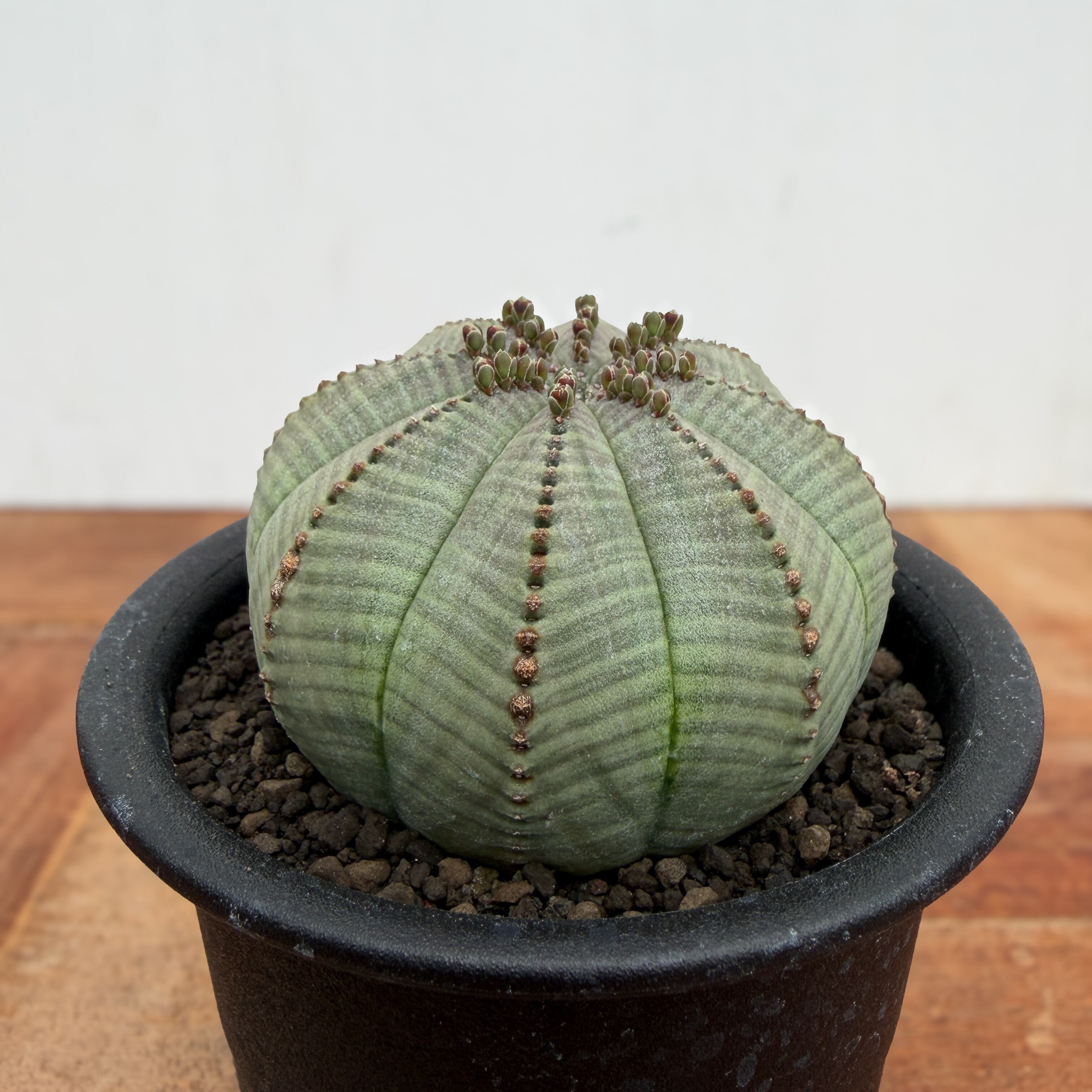 Euphorbia obesa【ユーフォルビア・オベサ・実生】 | RIMO'S GREEN