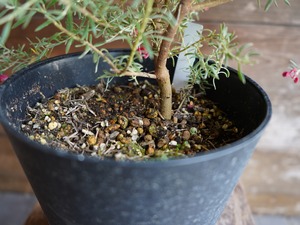 【現物】グレビレア ”プーリンダイルミナ” B