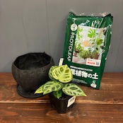 【秋の植え替えフェア対象】【セット】アンスリウム　ドラヤキ