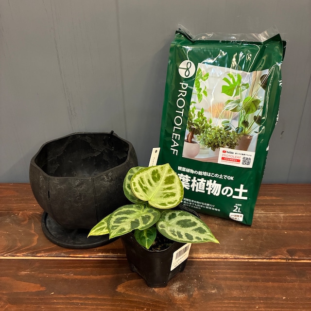 【秋の植え替えフェア対象】【セット】アンスリウム　ドラヤキ