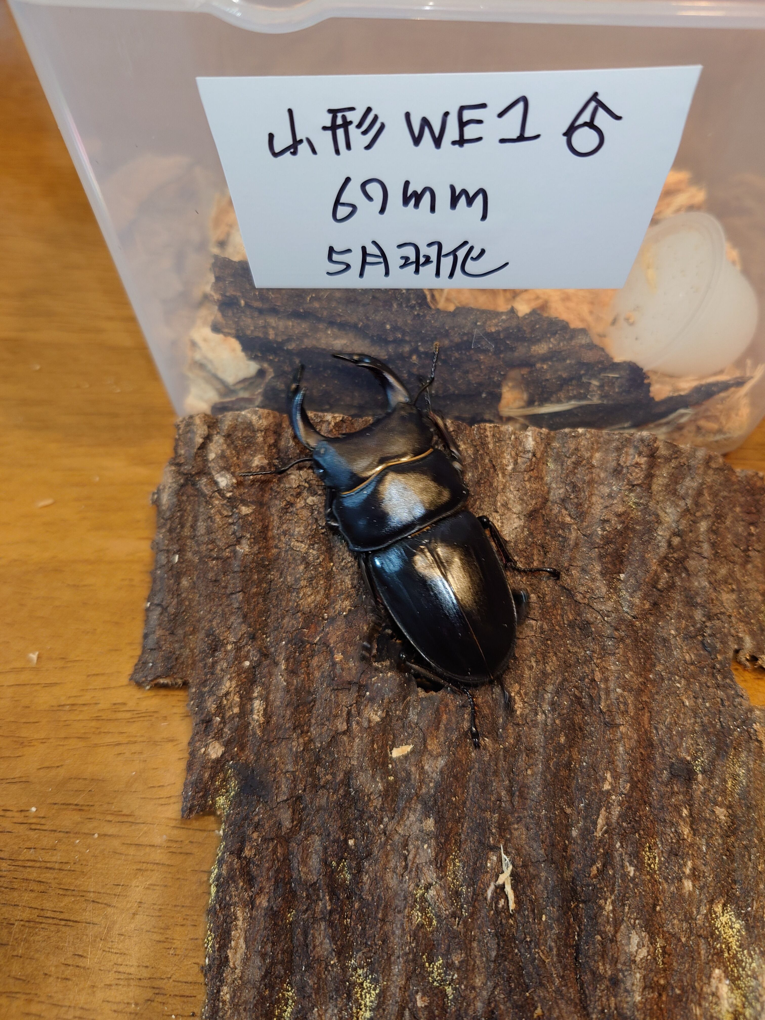 灯火採集　天然　オオクワガタ　ペア 天然 オオクワガタ ♂♀♀ S氏灯火採集 【公式通販】